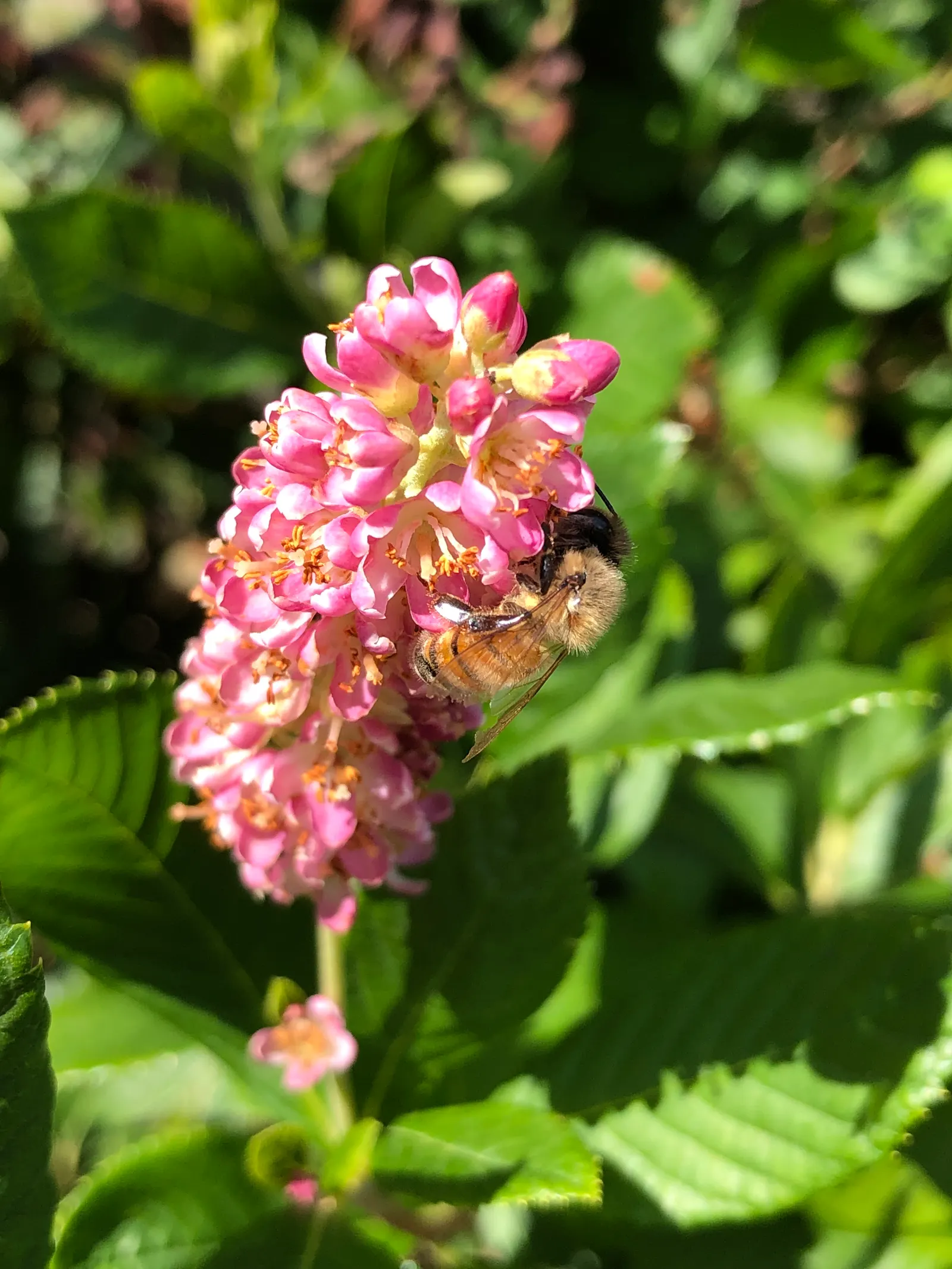 Hummingbird Summersweet (Clethra Alnifolia 'Ruby Spice') — the Ruby Spice's deep rose-pink blossoms are a standout feature