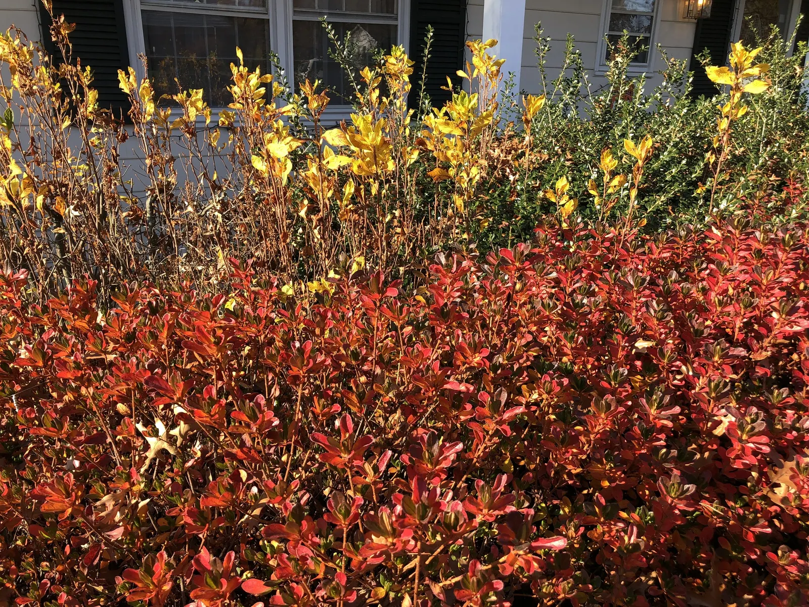 Hummingbird Summersweet (Clethra Alnifolia 'Ruby Spice') — it's a suitable choice for residential landscapes