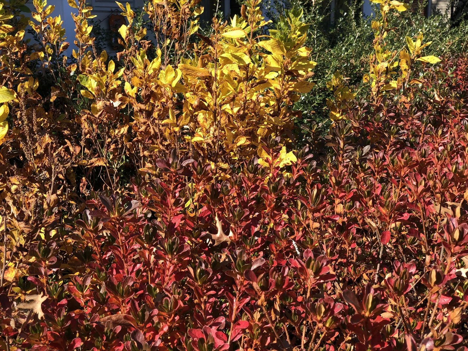 Hummingbird Summersweet (Clethra Alnifolia 'Ruby Spice') — It thrives in full sun to part shade and prefers moist, well-drained soils