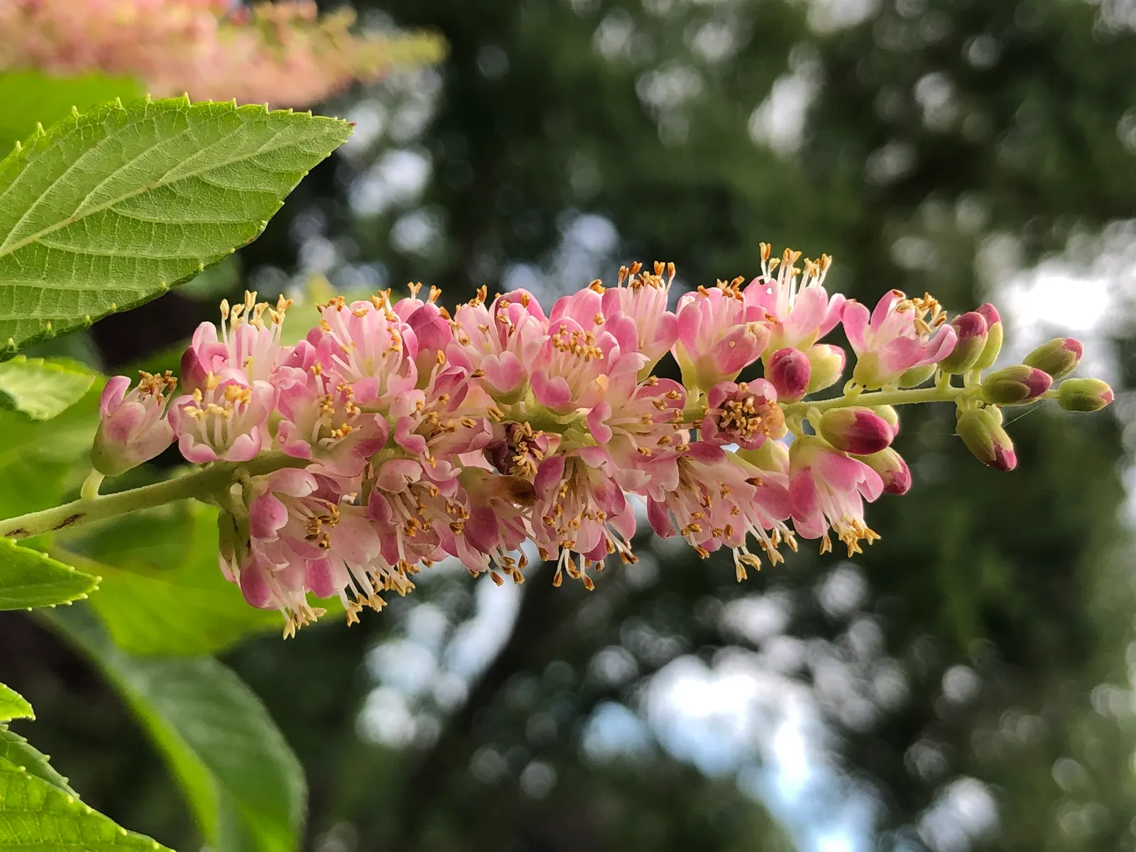 Hummingbird Summersweet (Clethra Alnifolia 'Ruby Spice') — Hardy in Zones 4-9, it's ideal for woodland gardens or mixed borders