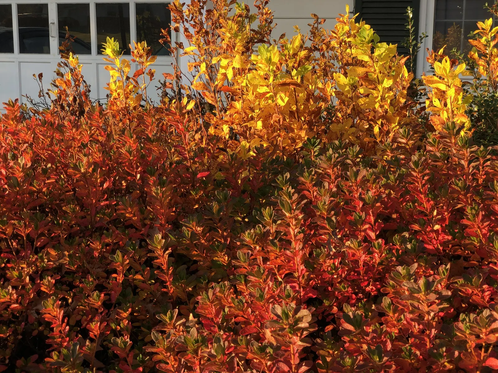 Hummingbird Summersweet (Clethra Alnifolia 'Ruby Spice') — commonly known as the Ruby Spice Summersweet or Hummingbird Summersweet; showing a strong preference