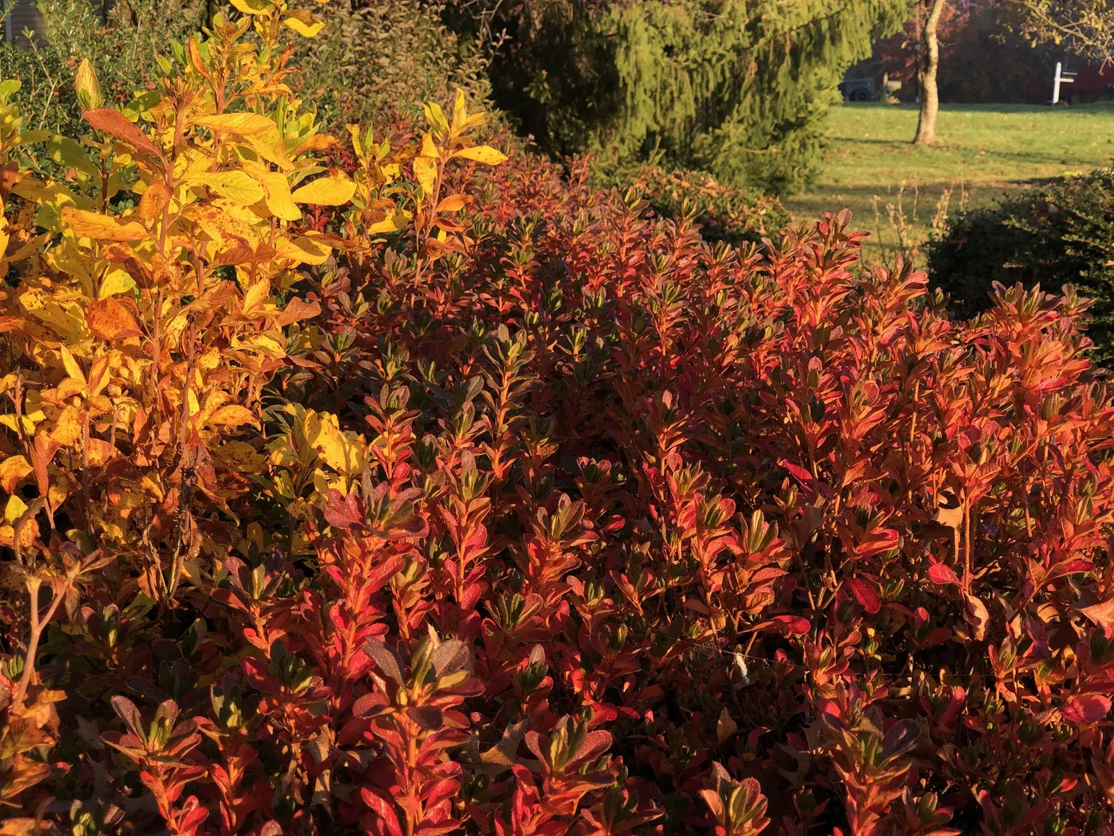 Hummingbird Summersweet (Clethra Alnifolia 'Ruby Spice') — this Summersweet is relatively low-maintenance
