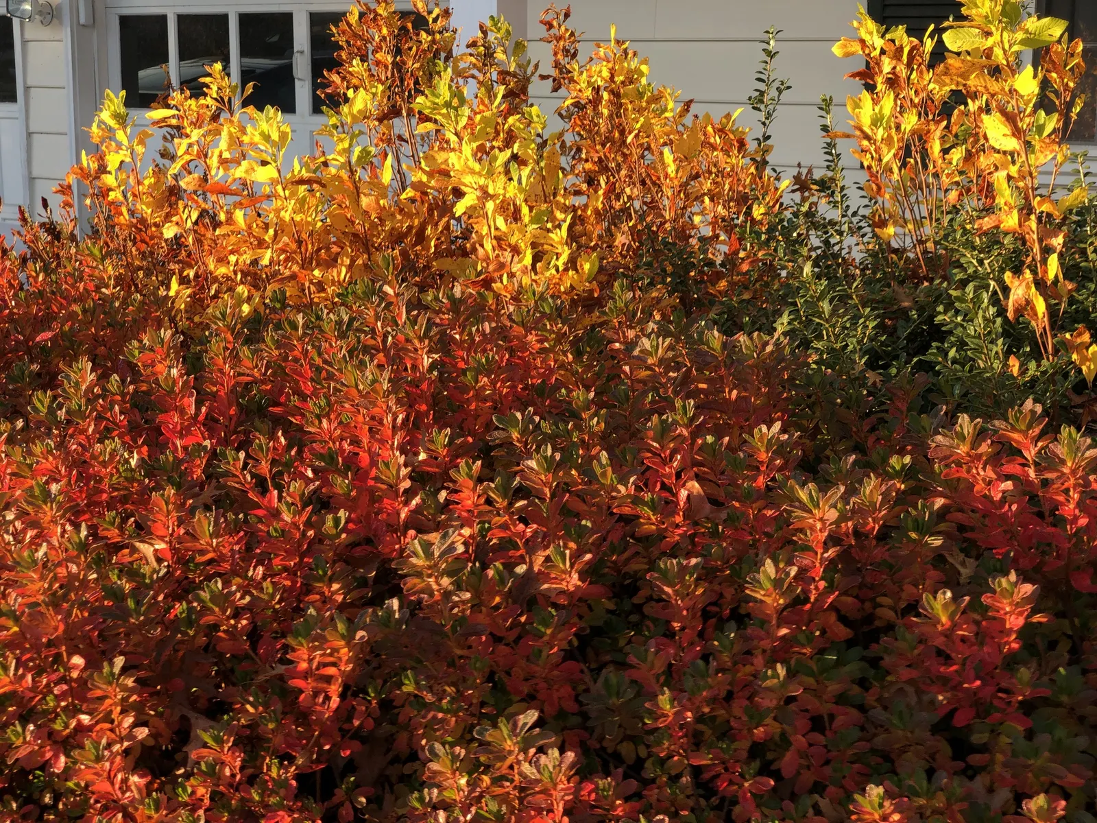 Hummingbird Summersweet (Clethra Alnifolia 'Ruby Spice') — The Hummingbird Summersweet 'Ruby Spice' (Clethra alnifolia 'Ruby Spice') is a deciduous shrub