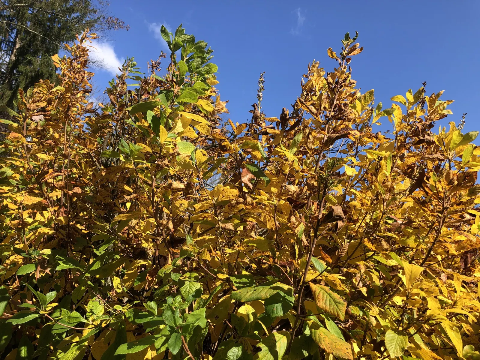 Hummingbird Summersweet (Clethra Alnifolia 'Ruby Spice') — attracting pollinators like hummingbirds and butterflies