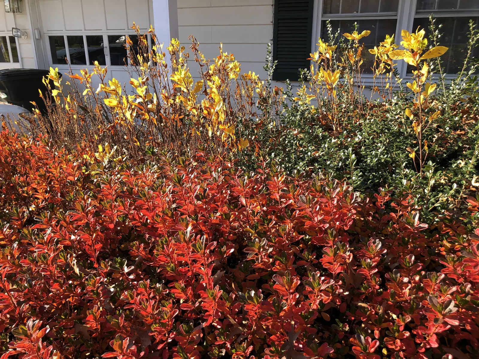Hummingbird Summersweet (Clethra Alnifolia 'Ruby Spice') — standing at 4-6 feet tall and 3-5 feet wide; it's important to note that the Ruby Spice thrives in