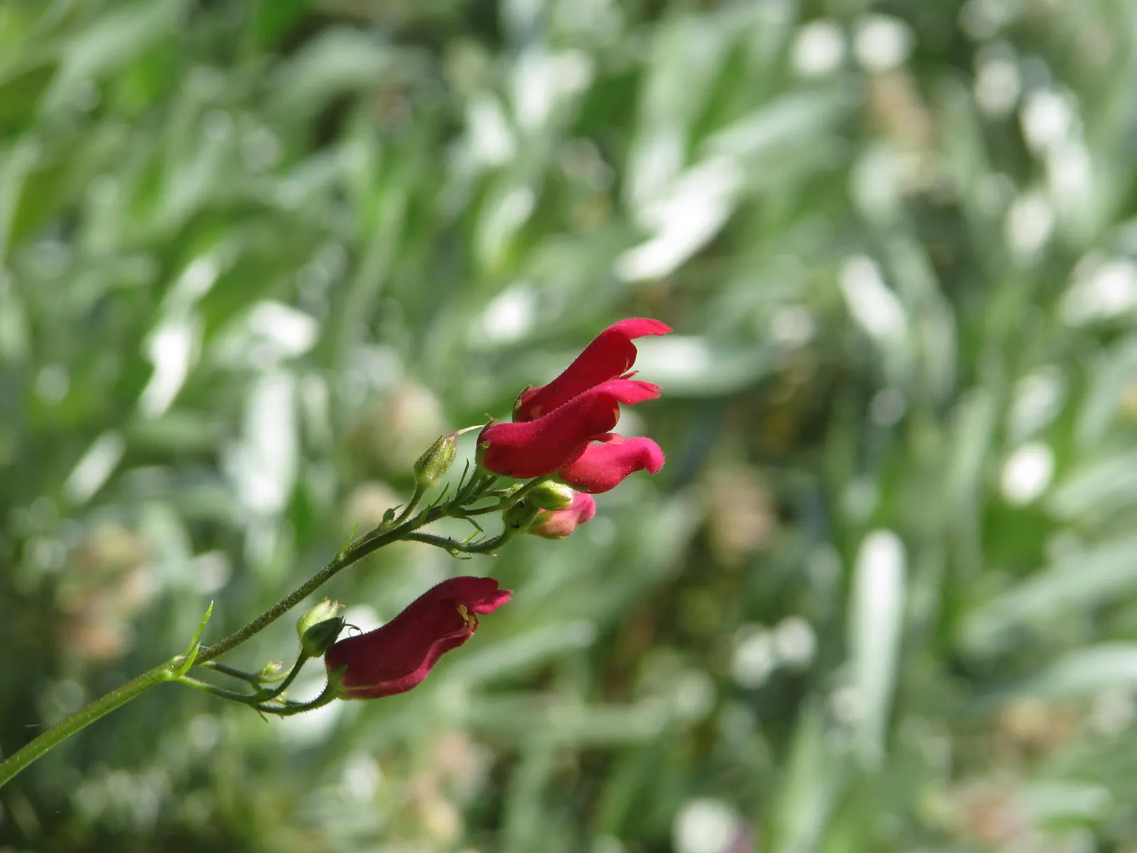 Redbirds In A Tree (Scrophularia Macrantha) — it requires well-drained soil