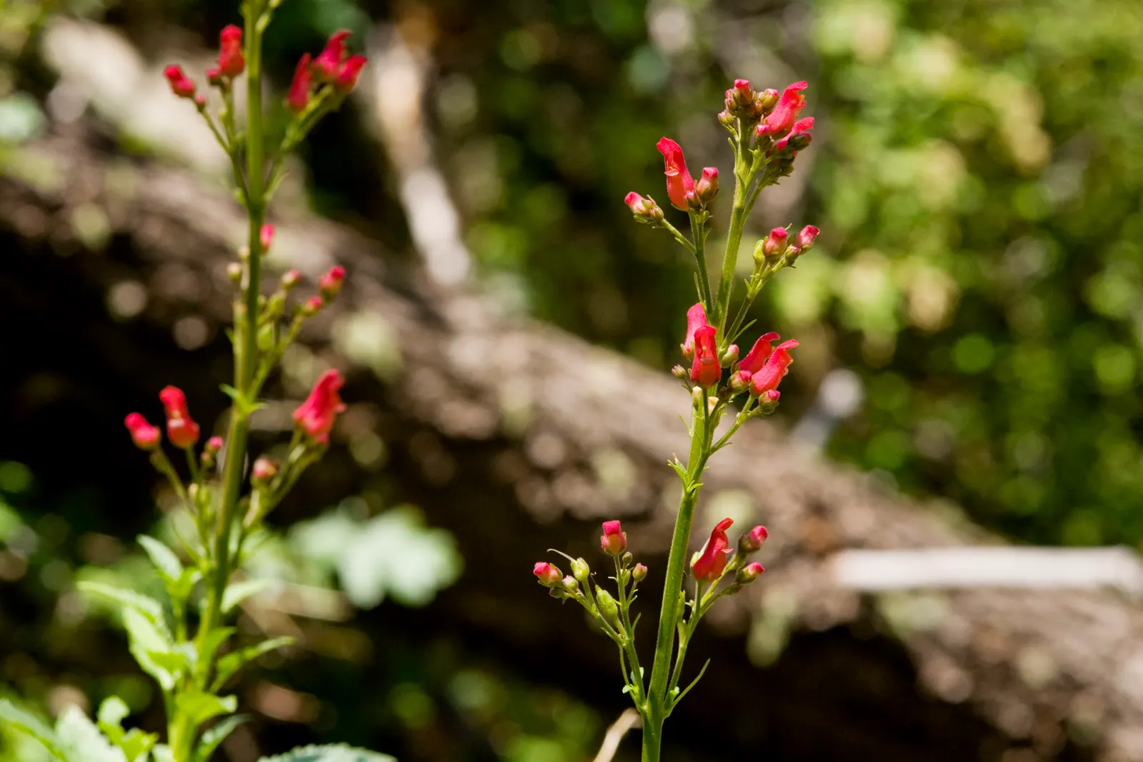 Redbirds In A Tree (Scrophularia Macrantha) — commonly known as Redbirds In A Tree