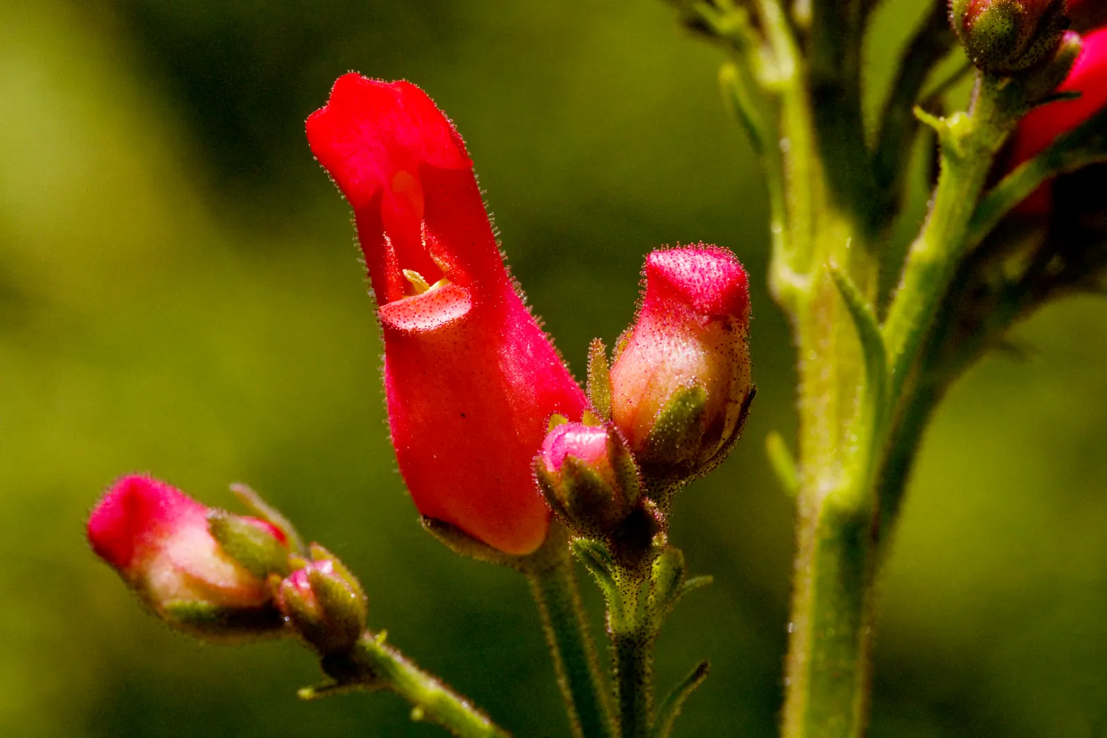 Redbirds In A Tree (Scrophularia Macrantha) — Sporting red tubular flowers resembling perched birds, it attracts hummingbirds from mid-summer to fall