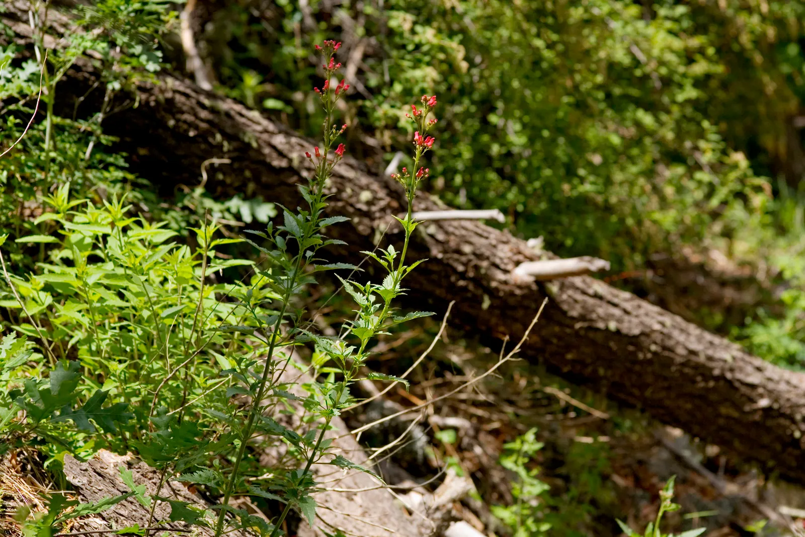 Redbirds In A Tree (Scrophularia Macrantha) — is a striking perennial native to New Mexico's mountains