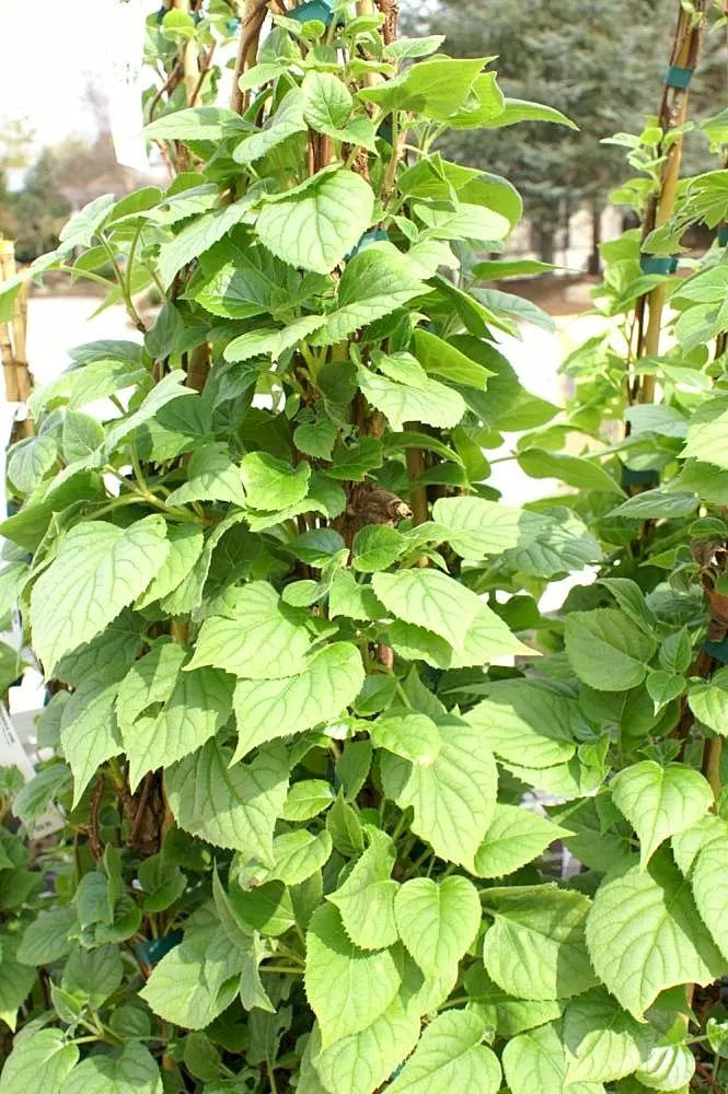 Moonlight Chinese Hydrangea Vine (Schizophragma Hyd. 'Moonlight') — Hardy in zones 5-9, it clings to structures with aerial roots