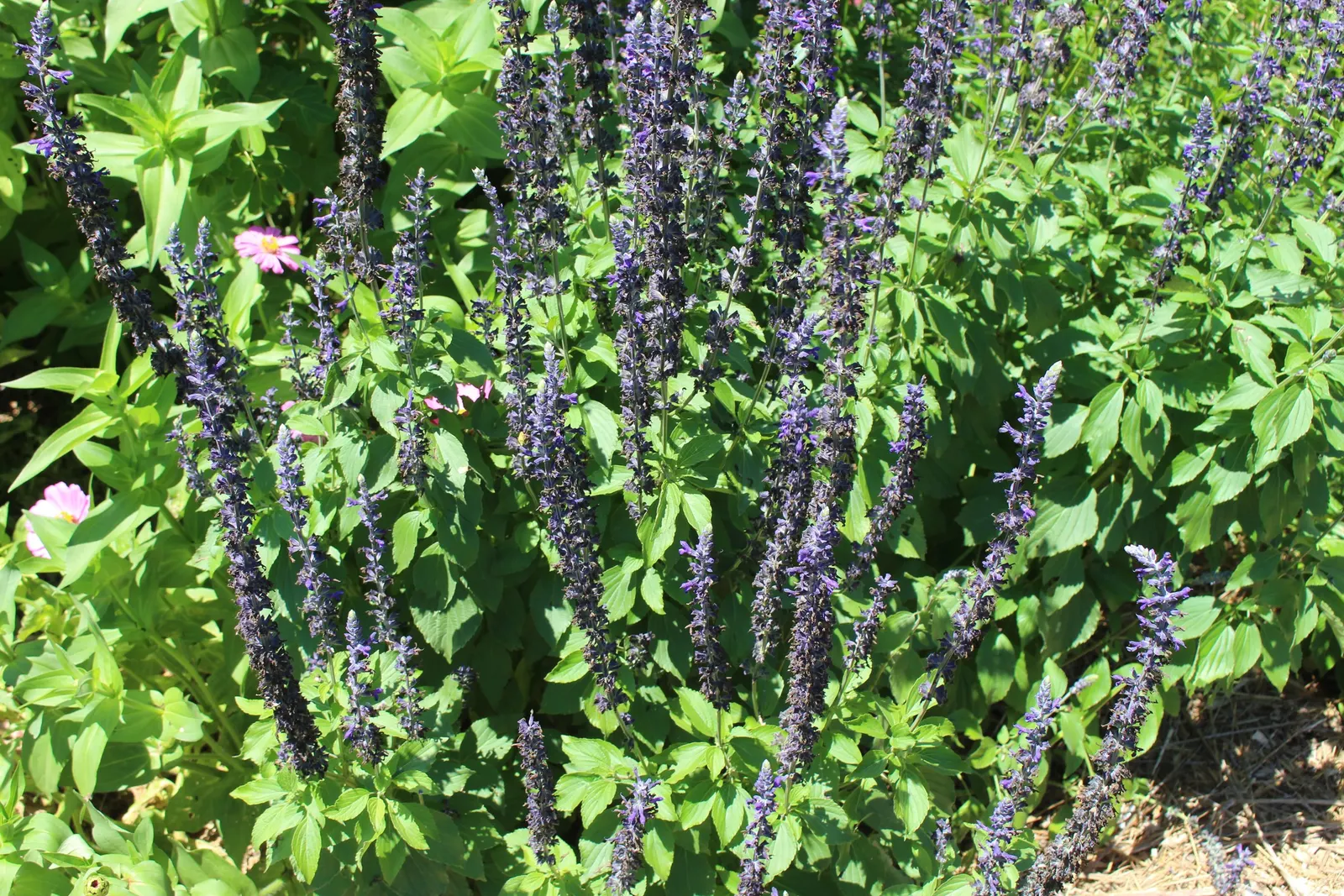Blue Sage (Salvia Azurea Grandiflora) — It makes an excellent choice for adding a splash of vibrant blue to your garden from late summer through, image 31