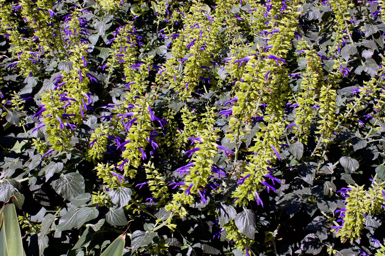 Blue Sage (Salvia Azurea Grandiflora) — Its slender, upright habit makes it ideal for borders or native gardens; this variety of Blue Sage can reach an