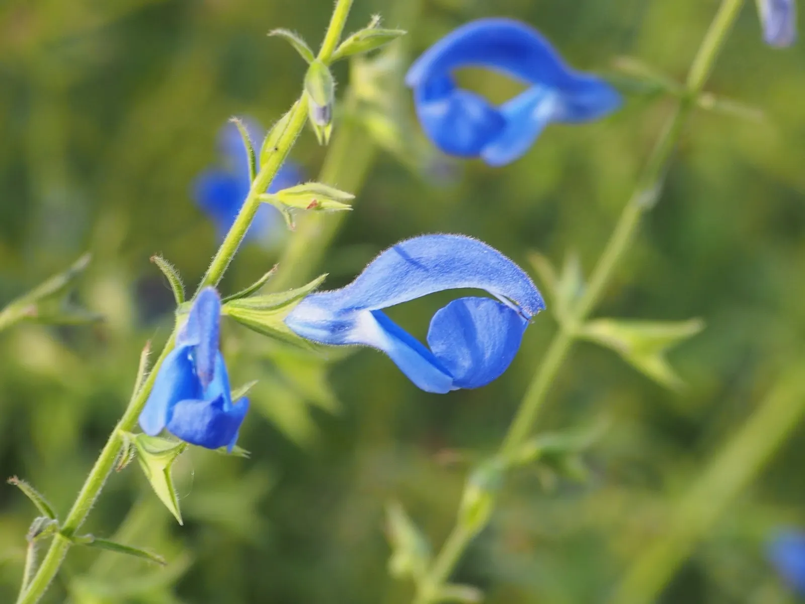 Blue Sage (Salvia Azurea Grandiflora) — perennial for full or half