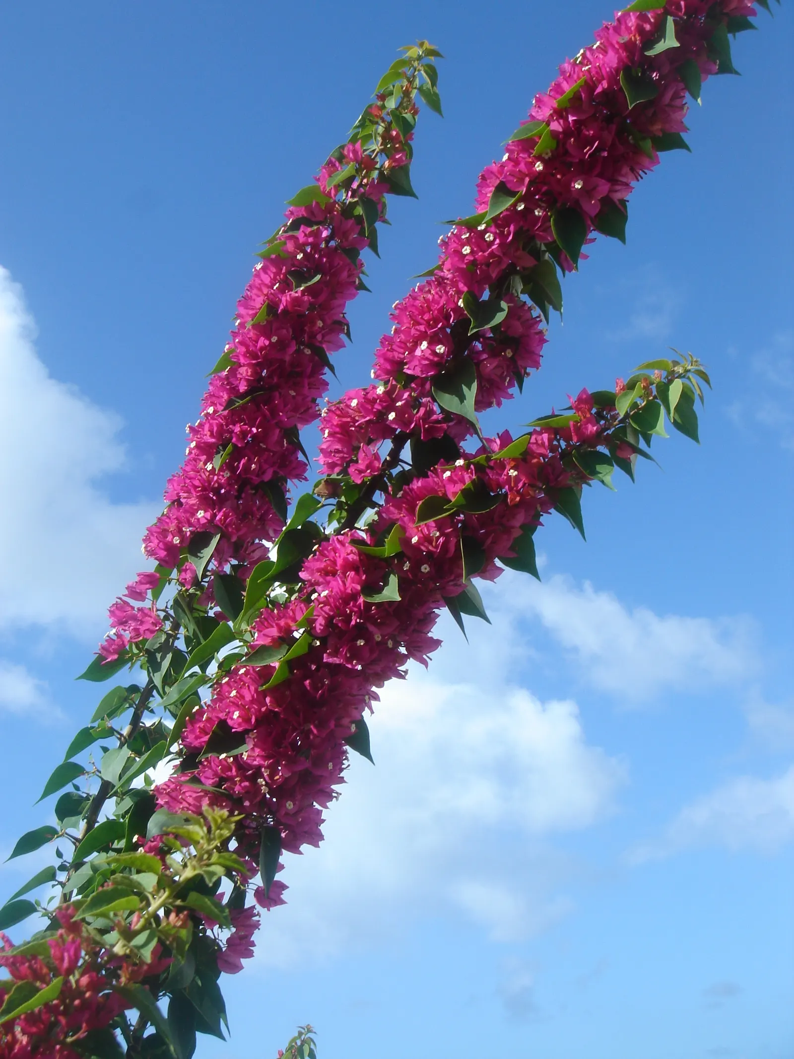 Blue Sage (Salvia Azurea Grandiflora) — Its slender, upright habit makes it ideal for borders or native gardens