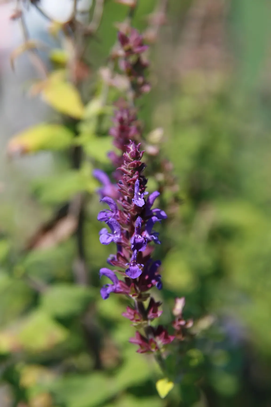 Blue Sage (Salvia Azurea Grandiflora) — It makes an excellent choice for adding a splash of vibrant blue to your garden from late summer through fall