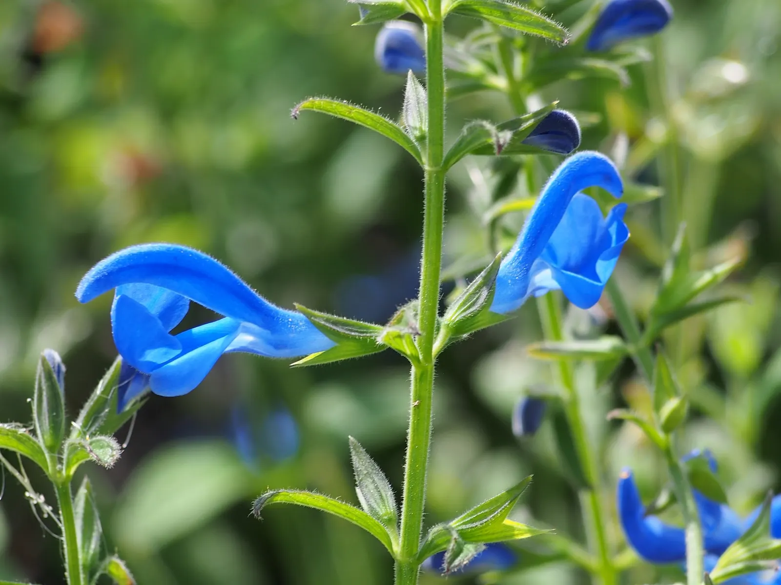 Blue Sage (Salvia Azurea Grandiflora) — Plant in well-drained soil for a low-maintenance burst of color