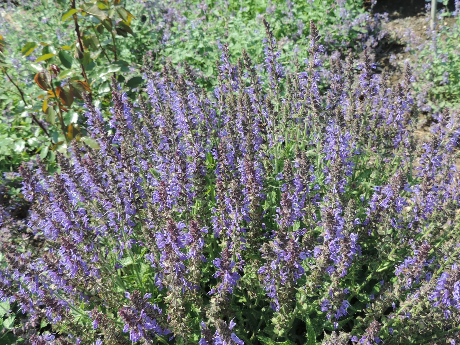 Blue Sage (Salvia Azurea Grandiflora) — It's hardy in USDA Zones 4 through 9, making it a versatile option for various climates