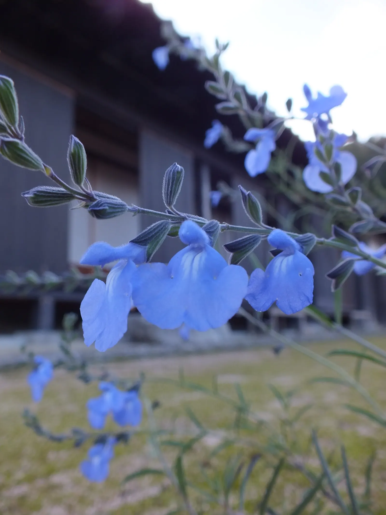 Blue Sage (Salvia Azurea Grandiflora) — and each individual flower can be up to an inch long; flowering from late summer to fall, it attracts hummingbirds and