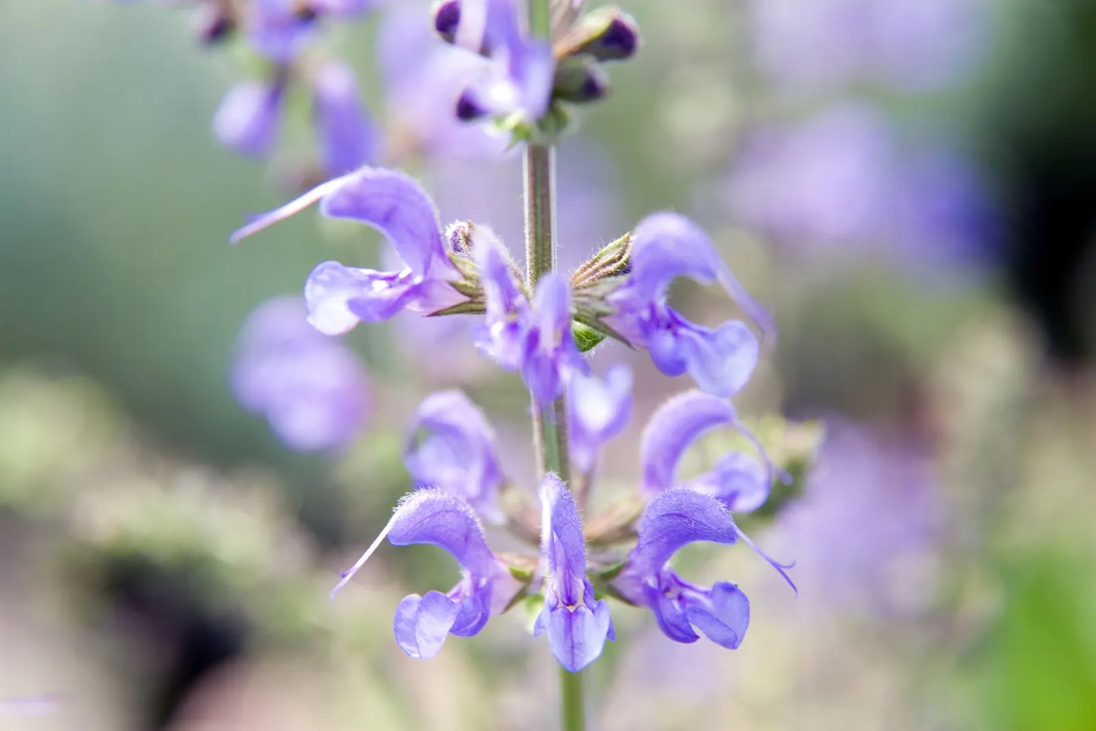 Blue Sage (Salvia Azurea Grandiflora) — The flowers are particularly attractive to butterflies and bees