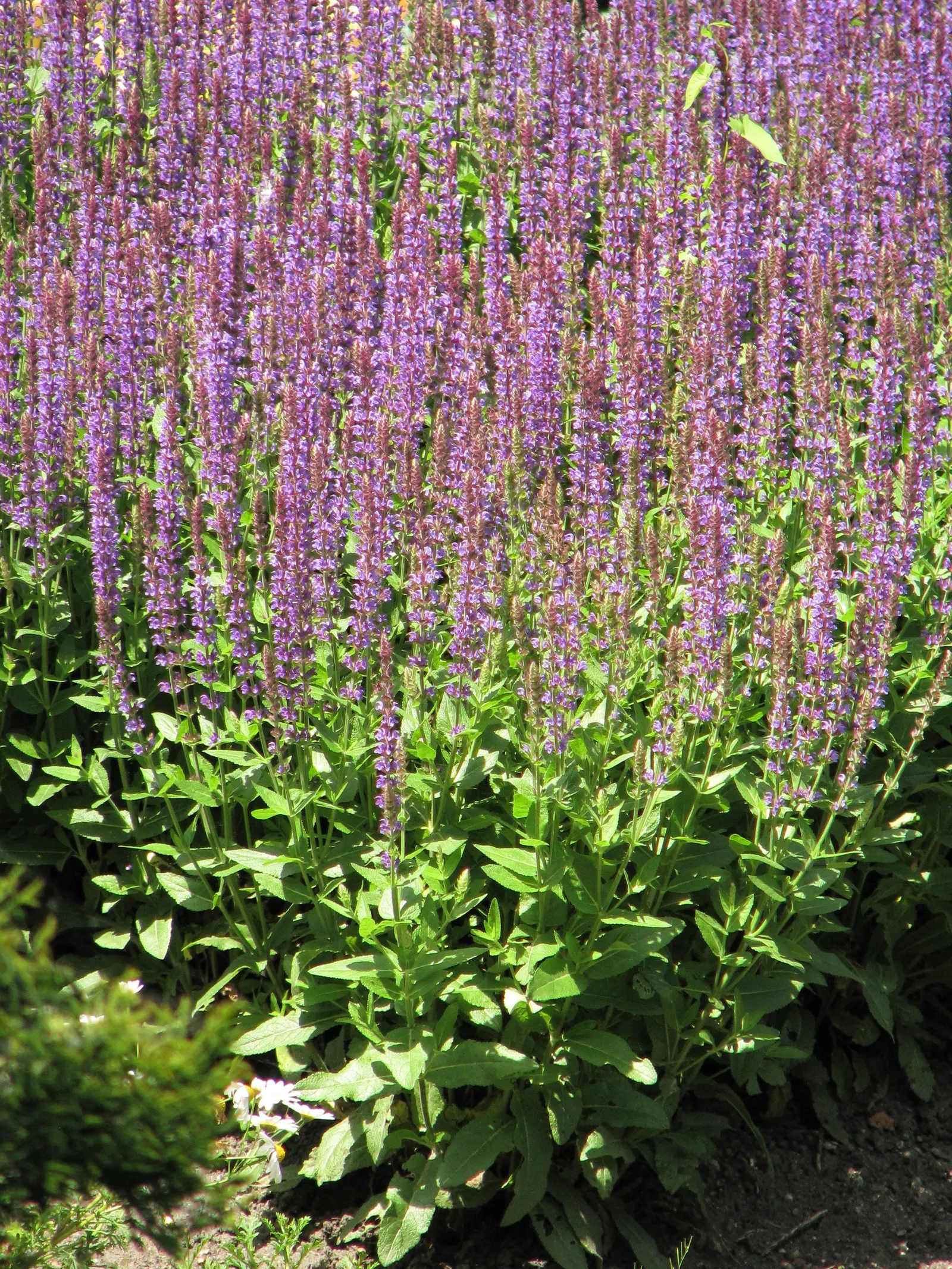Blue Sage (Salvia Azurea Grandiflora) — This variety of Blue Sage can reach an impressive 3 to 5 feet in height and spreads out 2 to 3 feet