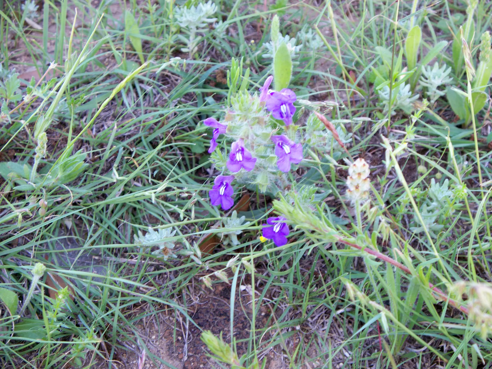 Blue Sage (Salvia Azurea Grandiflora) — grandiflora, is a striking perennial plant native to North America's prairies and meadows; perennial for full or half