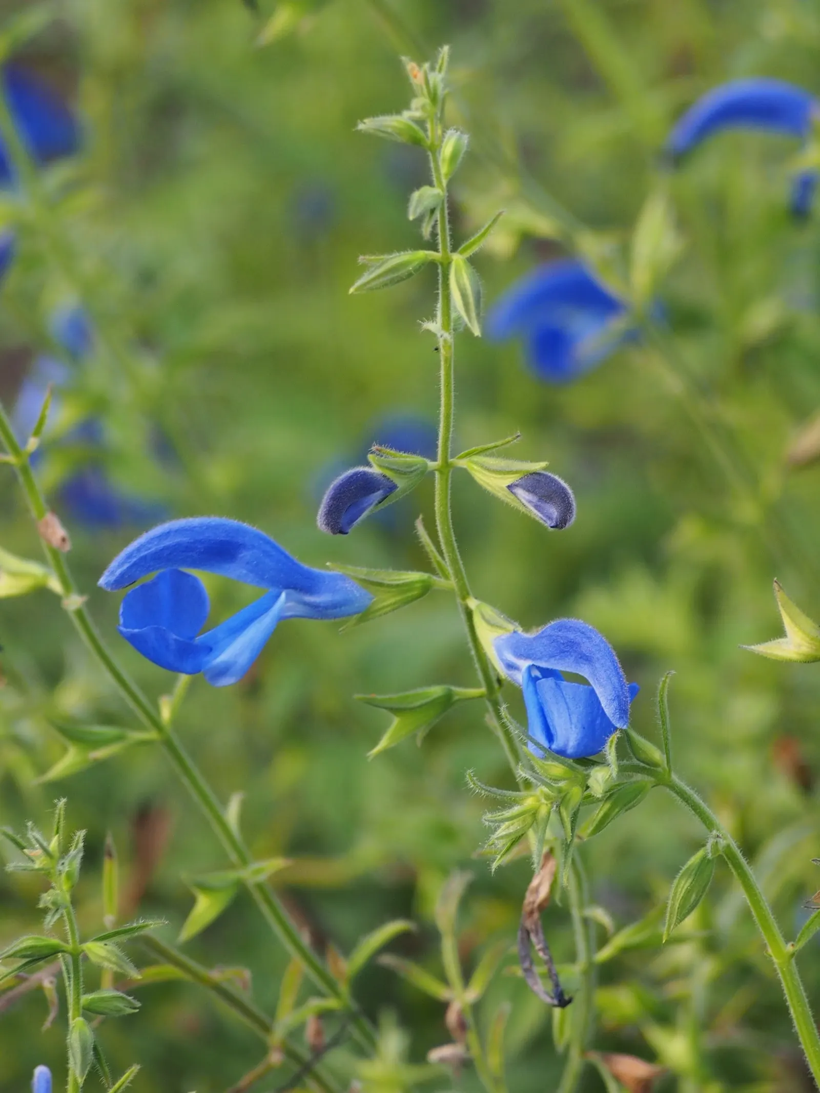Blue Sage (Salvia Azurea Grandiflora) — Flowering from late summer to fall, it attracts hummingbirds and butterflies, adding dynamic wildlife interest; or pair