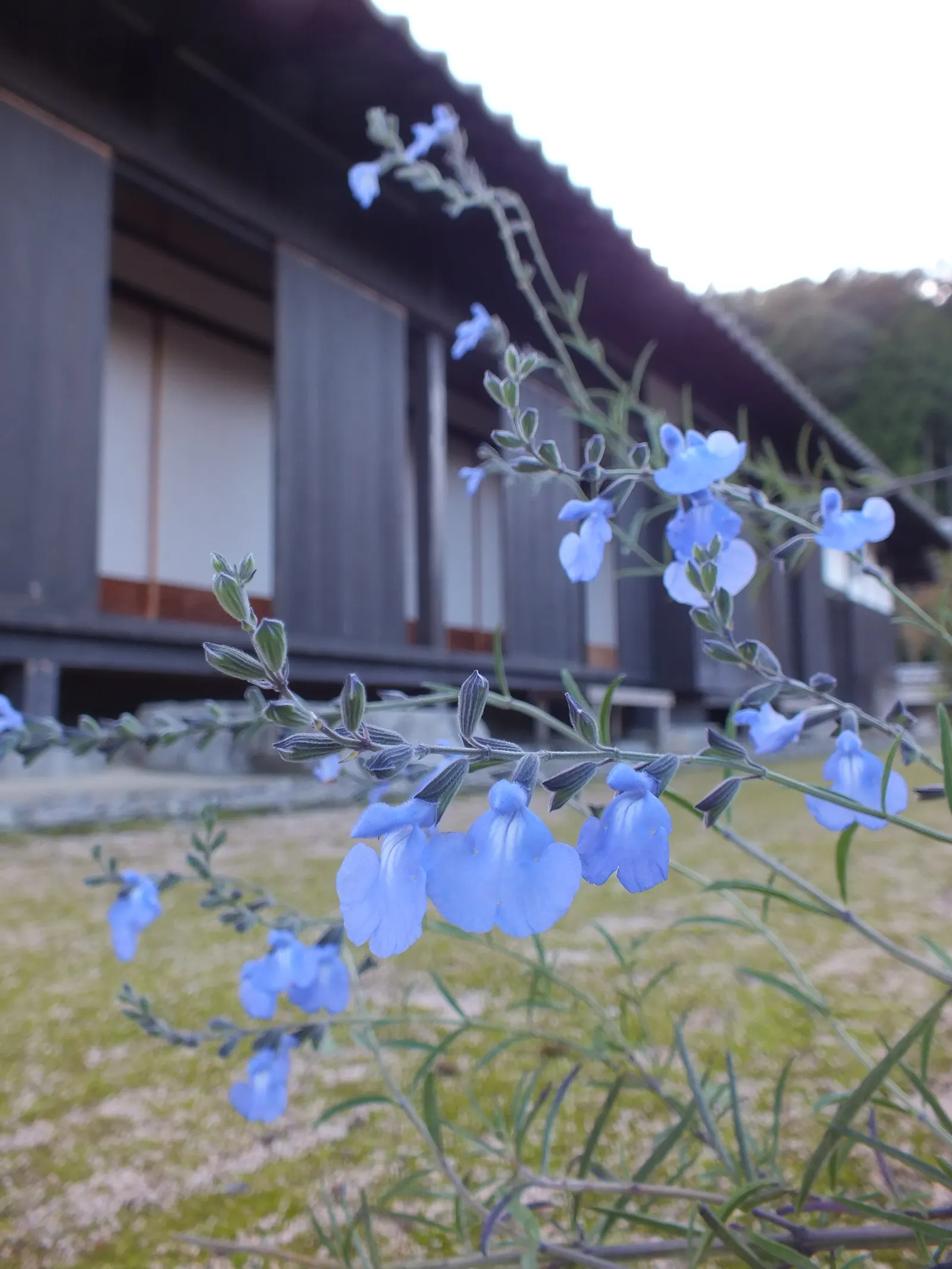 Blue Sage (Salvia Azurea Grandiflora) — offering a beautiful vertical element in your landscape design.<br><br>This plant is adorned with narrow; blue flowers