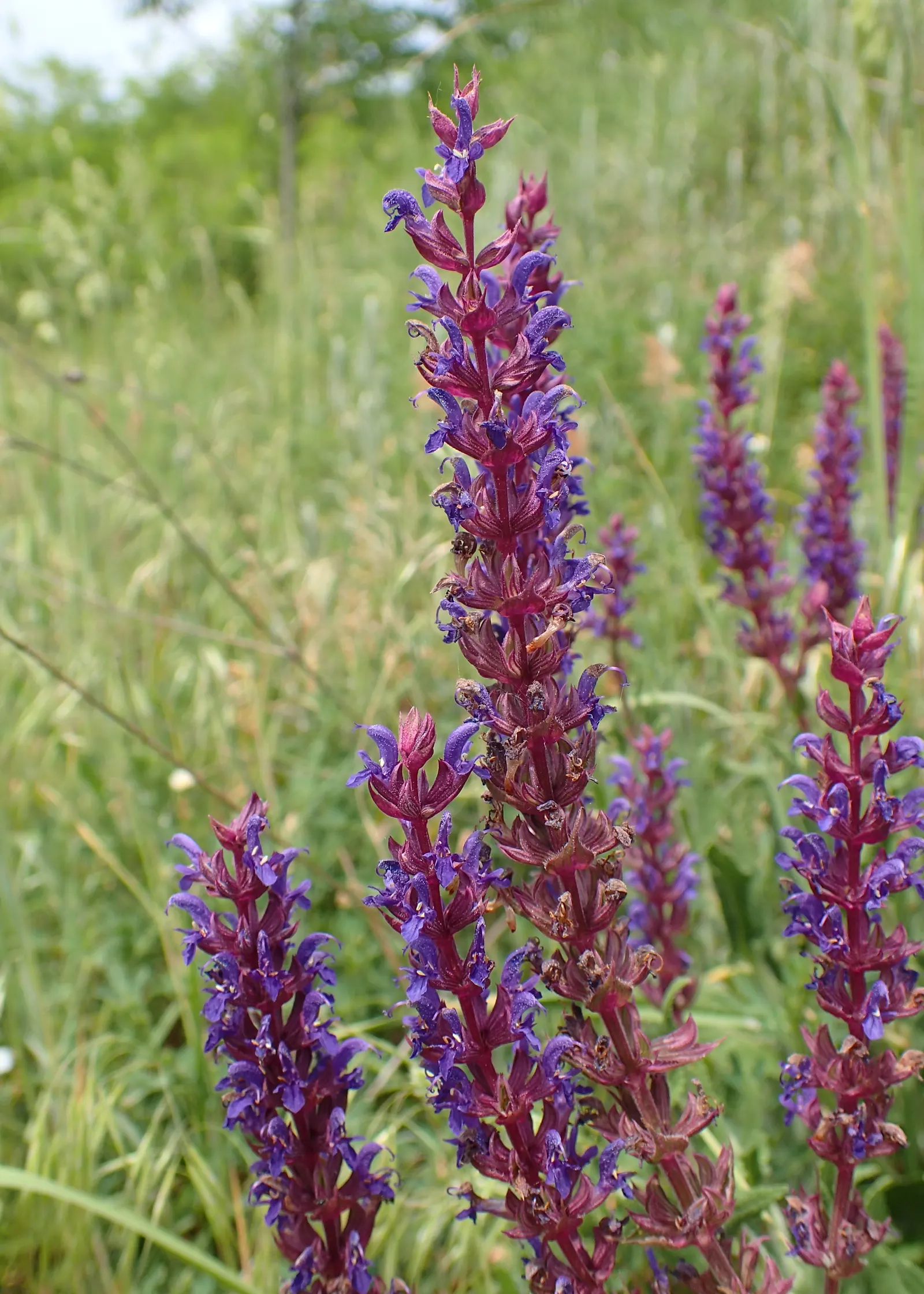 Blue Sage (Salvia Azurea Grandiflora) — Flowering from late summer to fall, it attracts hummingbirds and butterflies, adding dynamic wildlife interest