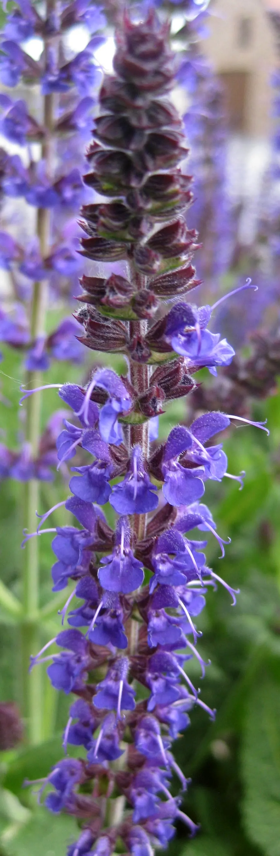 Blue Sage (Salvia Azurea Grandiflora) — and each individual flower can be up to an inch long