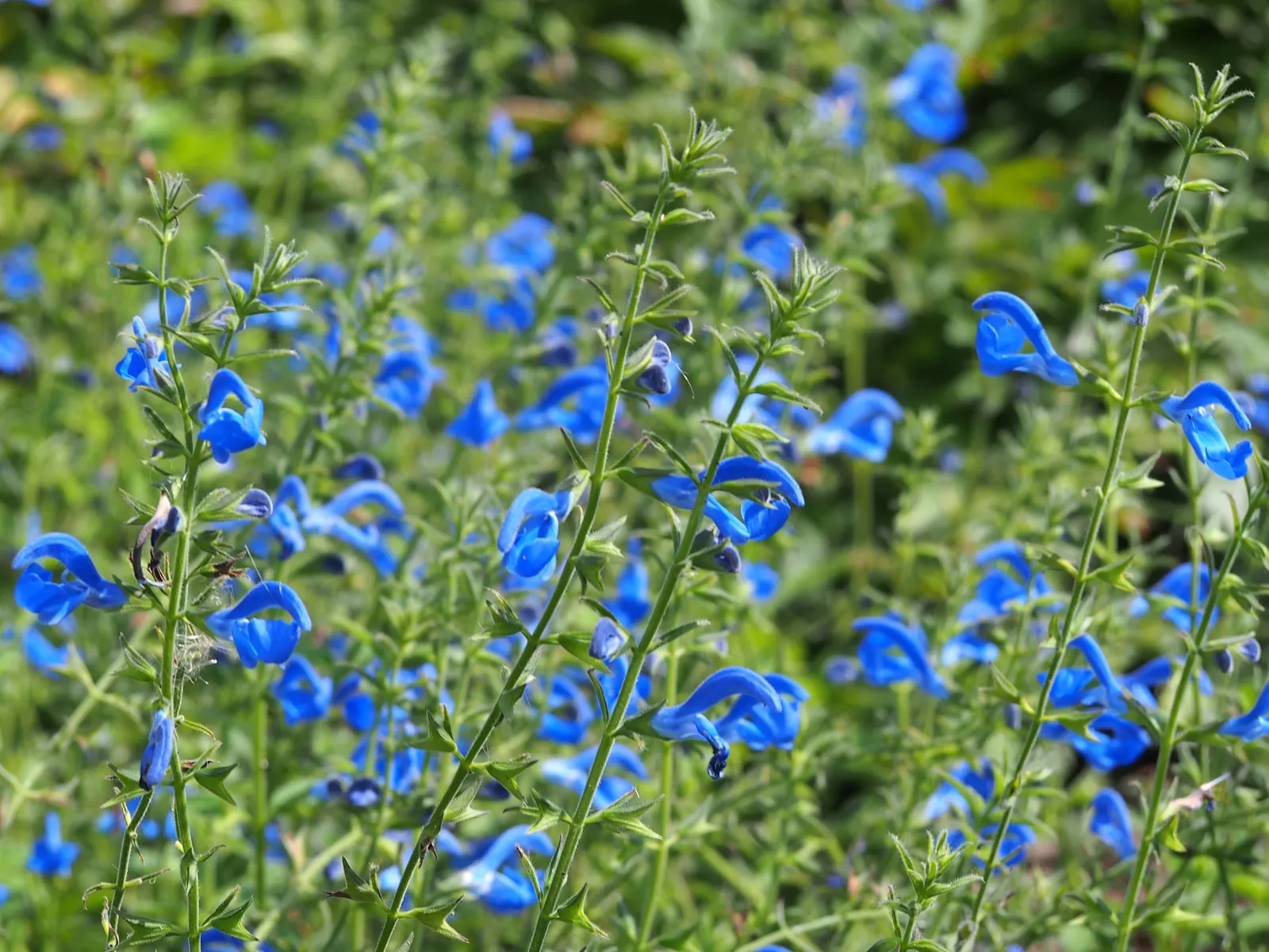 Blue Sage (Salvia Azurea Grandiflora) — Remember to allow ample space for its mature spread to ensure the best aesthetic and growth performance