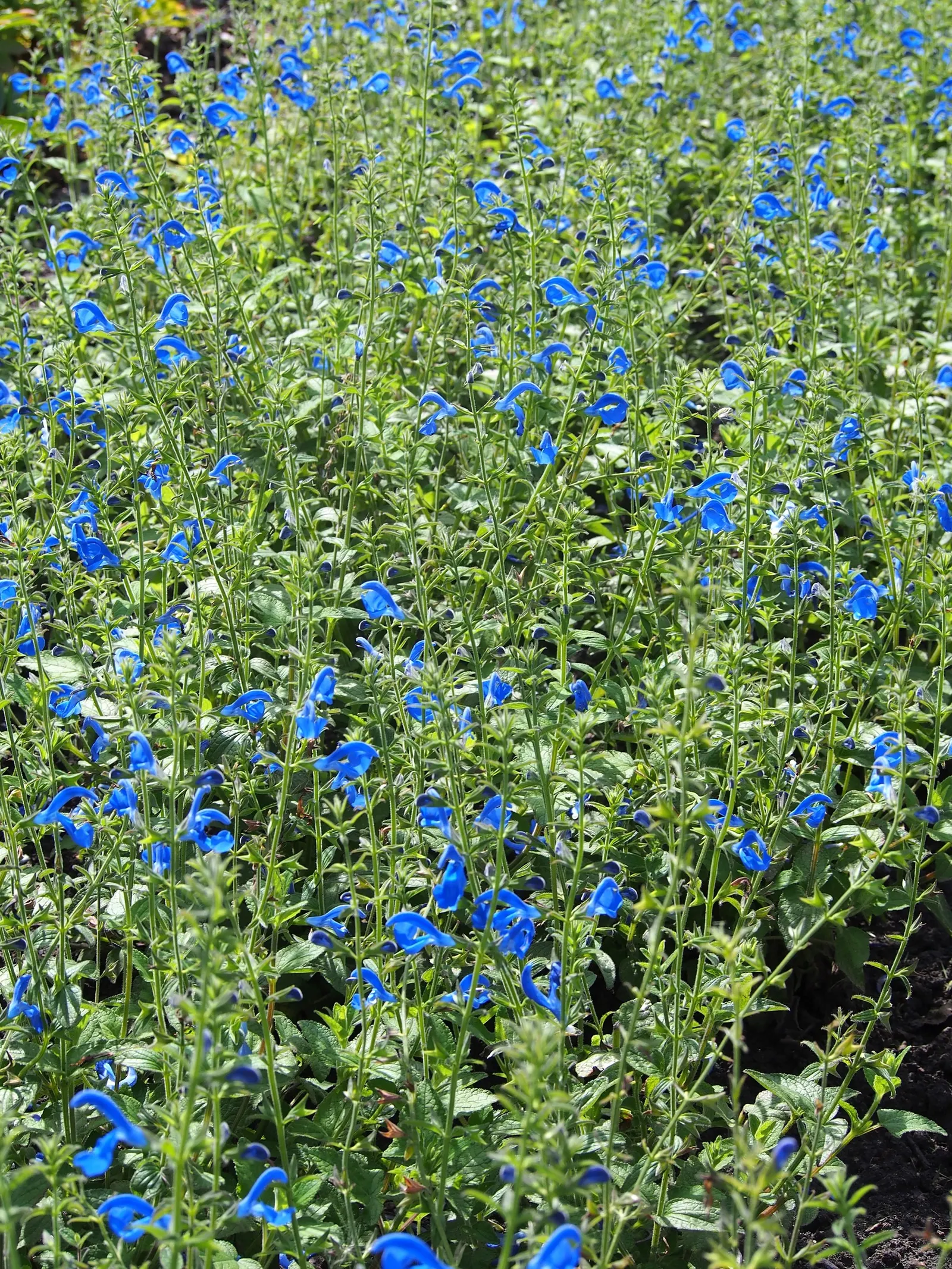 Blue Sage (Salvia Azurea Grandiflora) — or pair it with goldenrods or coneflowers for a complementary color scheme