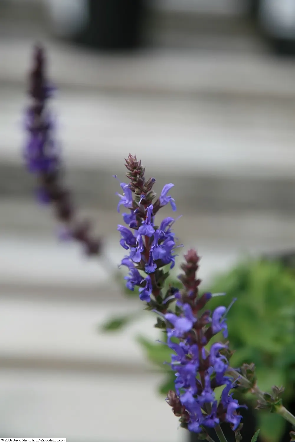 Blue Sage (Salvia Azurea Grandiflora) — lance-shaped leaves that are medium green in color