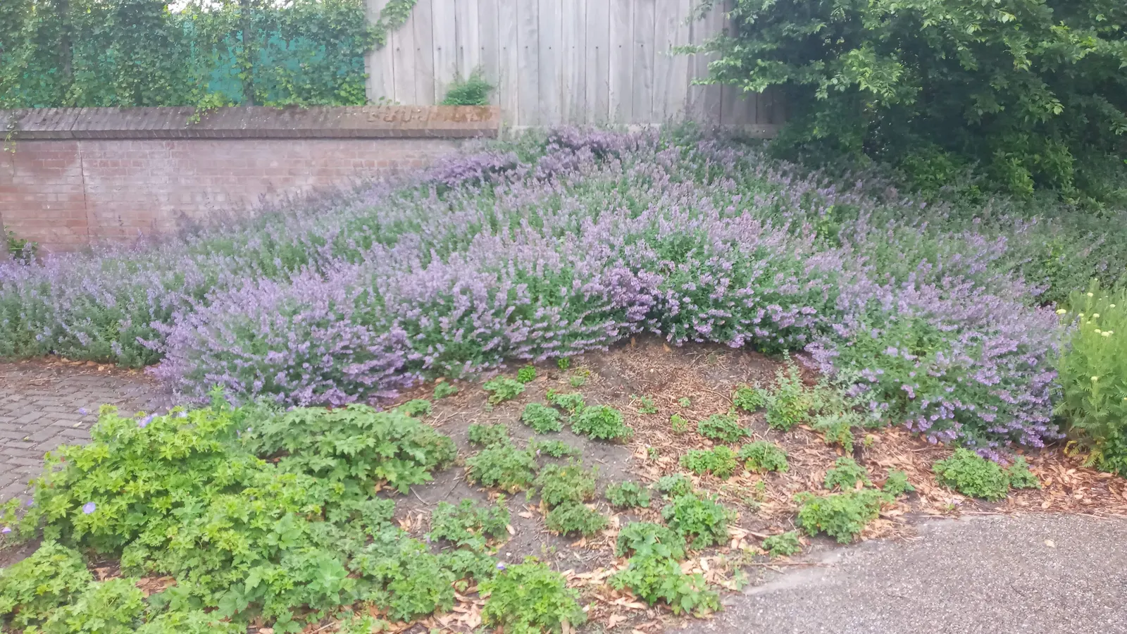 Blue Sage (Salvia Azurea Grandiflora) — The vivid blue blooms are organized in tall; it's hardy in USDA Zones 4 through 9, making it a versatile option for