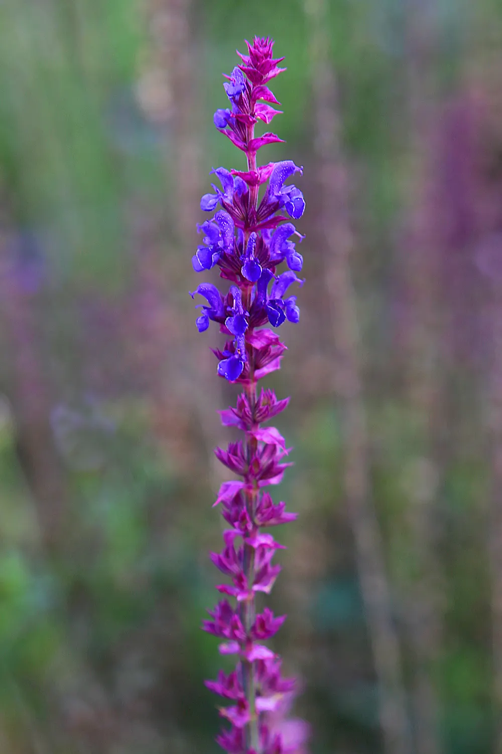 Blue Sage (Salvia Azurea Grandiflora) — grandiflora, is a striking perennial plant native to North America's prairies and meadows