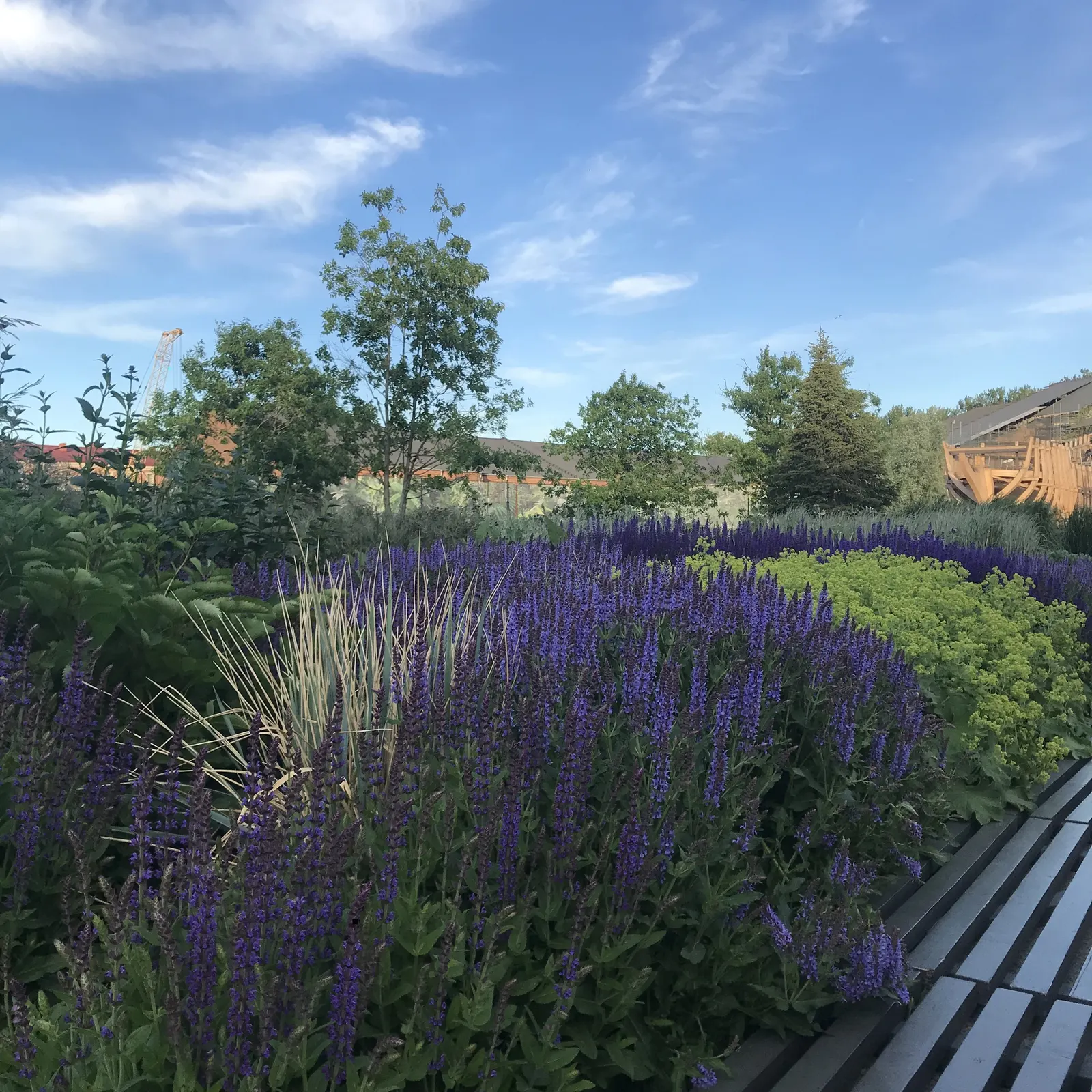 Blue Sage (Salvia Azurea Grandiflora) — consider placing the Blue Sage alongside ornamental grasses for contrasting textures