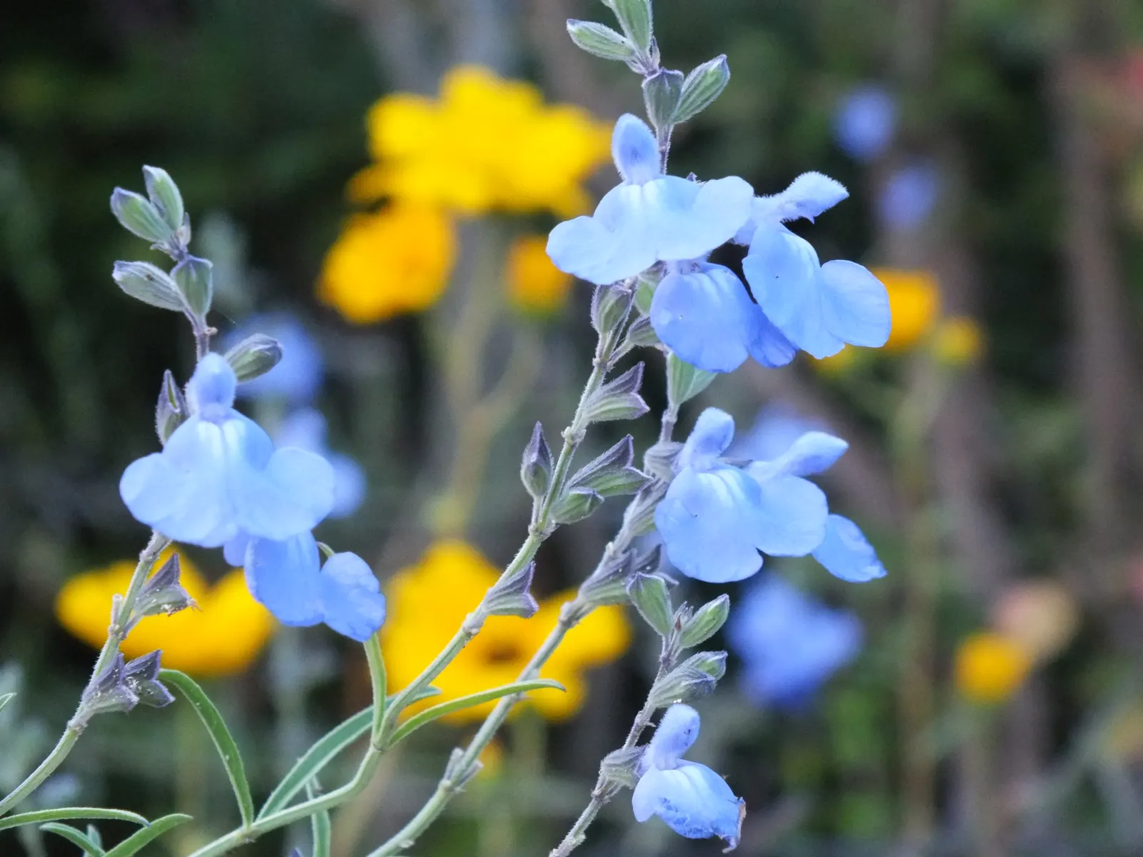 Blue Sage (Salvia Azurea Grandiflora) — consider placing the Blue Sage alongside ornamental grasses for contrasting textures; blue Sage (Salvia azurea
