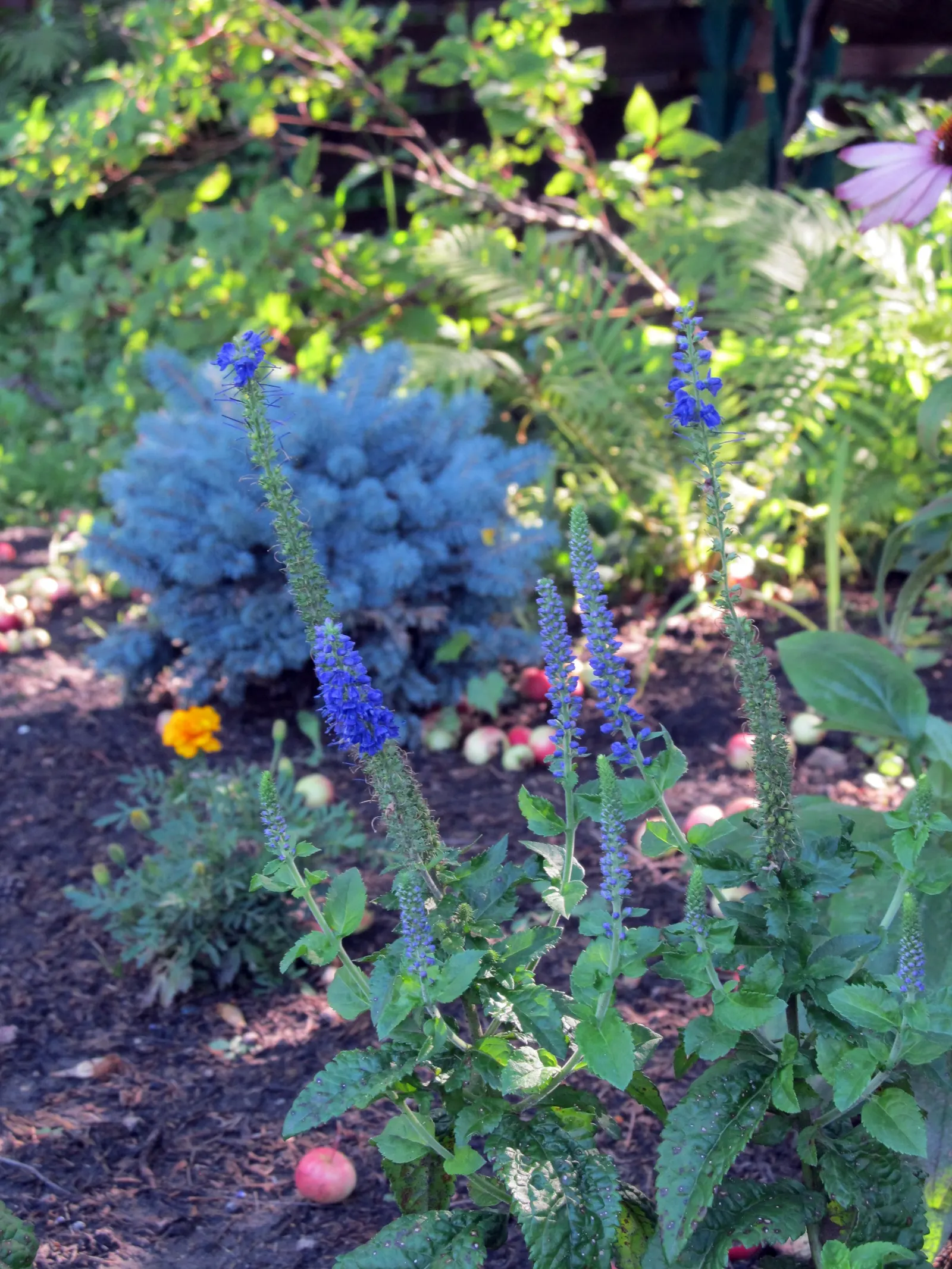 Blue Sage (Salvia Azurea Grandiflora) — The vivid blue blooms are organized in tall