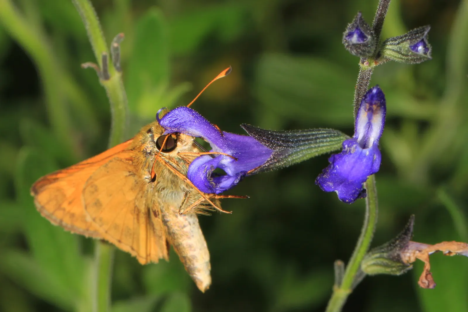 Blue Sage (Salvia Azurea Grandiflora) — This variety of Blue Sage can reach an impressive 3 to 5 feet in height and spreads out 2 to 3 feet; and each