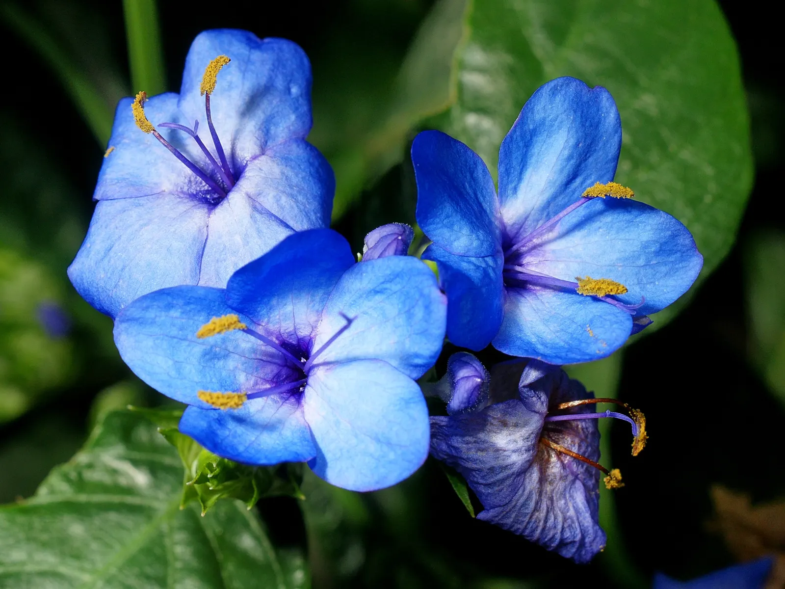 Blue Sage (Salvia Azurea Grandiflora) — Reaching heights of 3-5 ft, with a spread of 2-3 ft, this drought-tolerant plant thrives in full sun