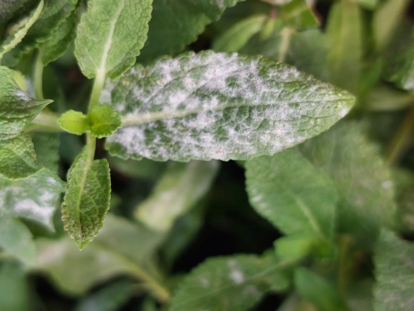 Blue Sage (Salvia Azurea Grandiflora) — It's a drought-tolerant species once established