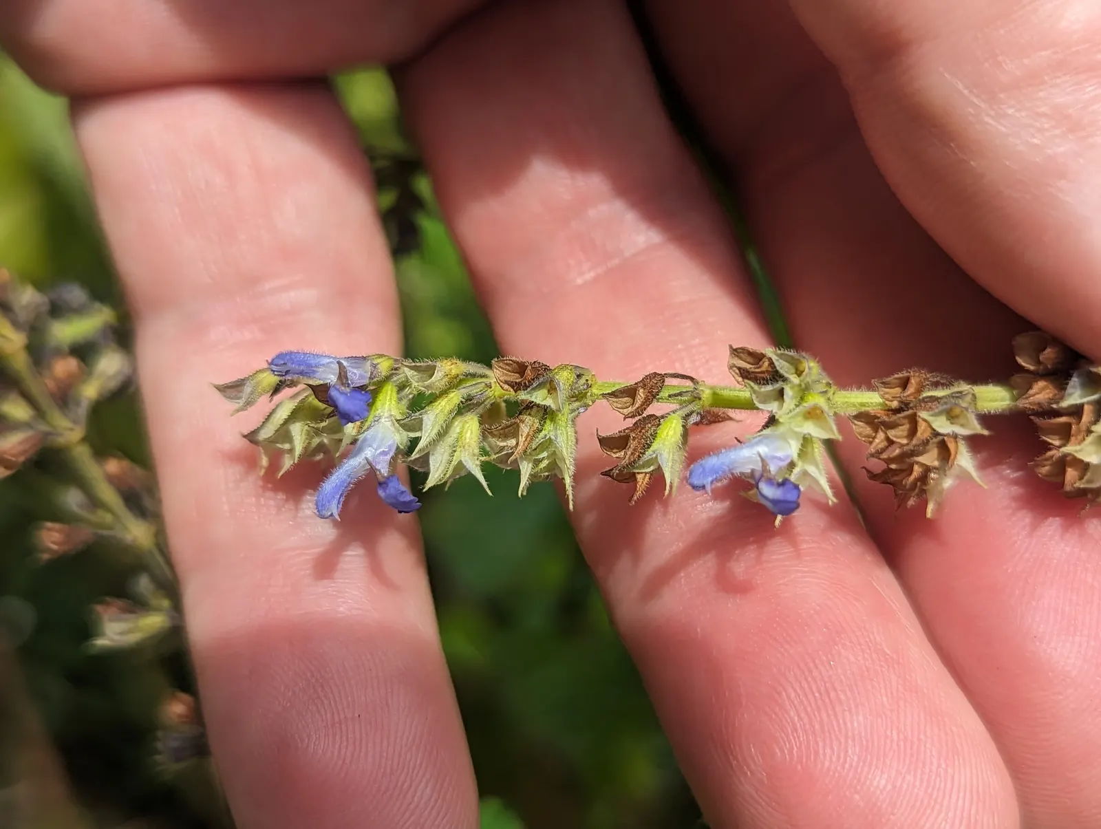 Blue Sage (Salvia Azurea Grandiflora) — providing a lush backdrop for the stunning azure flowers, image 35