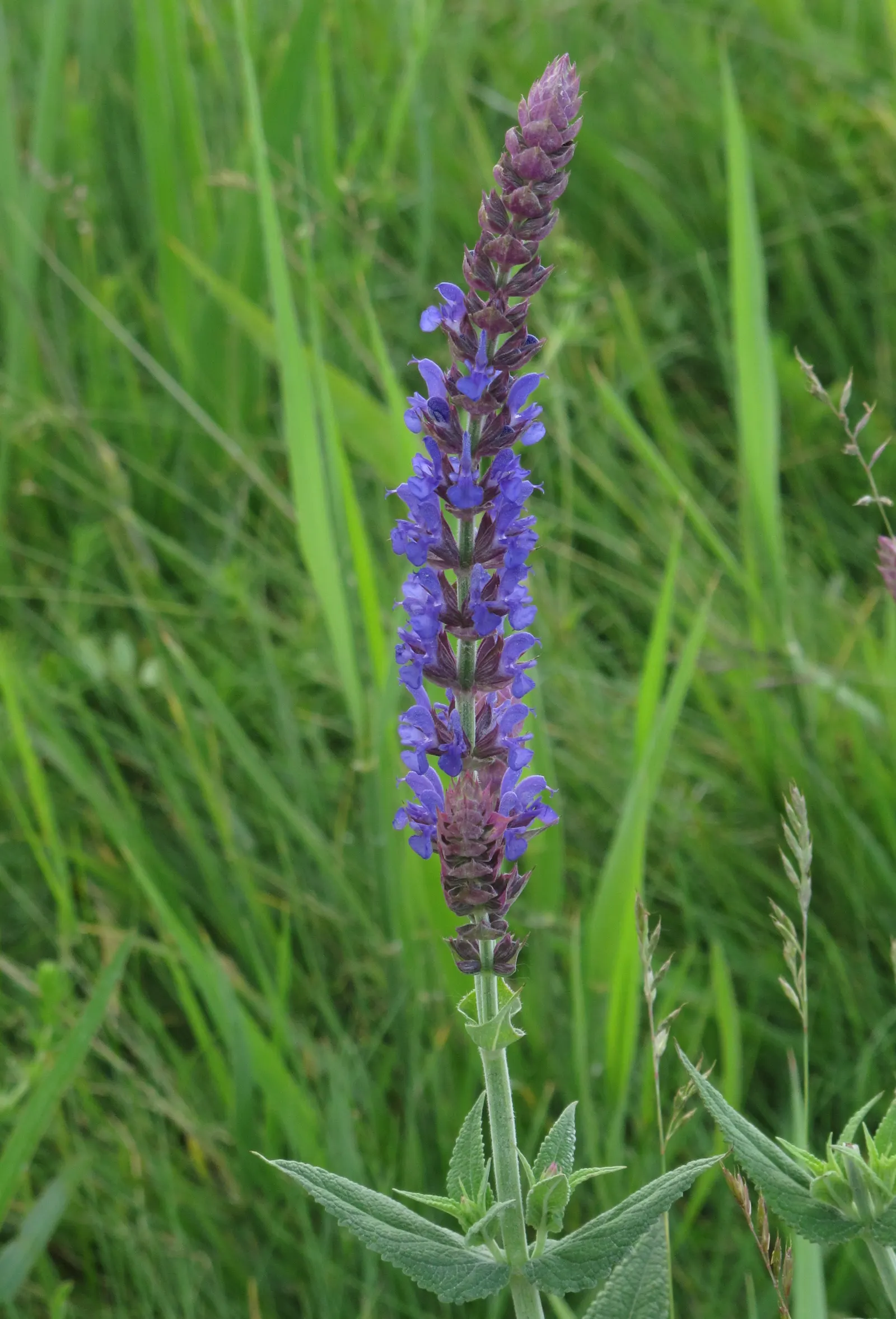 Blue Sage (Salvia Azurea Grandiflora) — It's a drought-tolerant species once established; consider placing the Blue Sage alongside ornamental grasses for