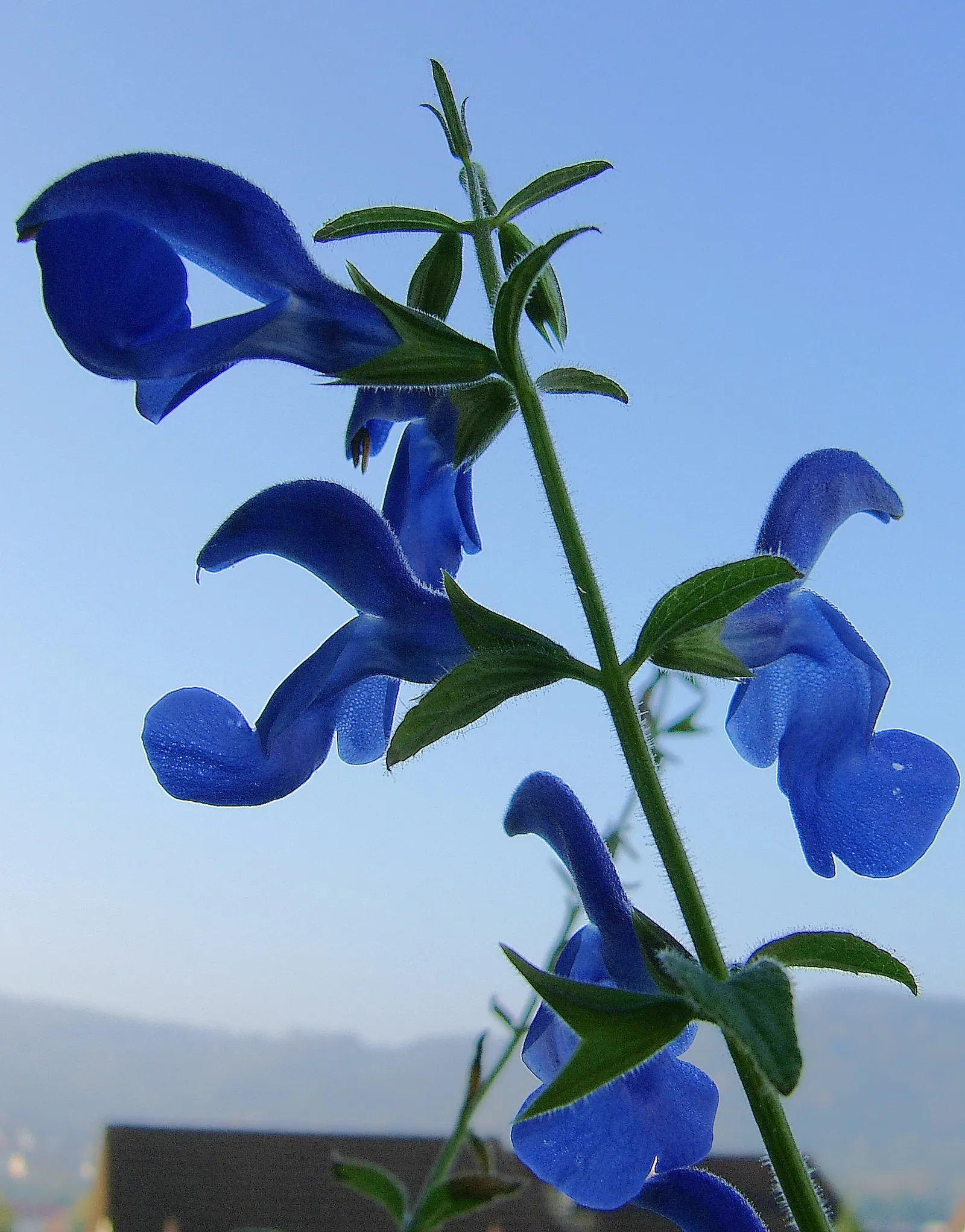 Blue Sage (Salvia Azurea Grandiflora) — The Blue Sage, scientifically known as Salvia azurea var