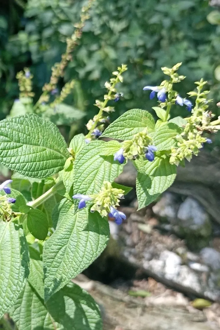 Blue Sage (Salvia Azurea Grandiflora) — lance-shaped leaves that are medium green in color; its slender, upright habit makes it ideal for borders or native