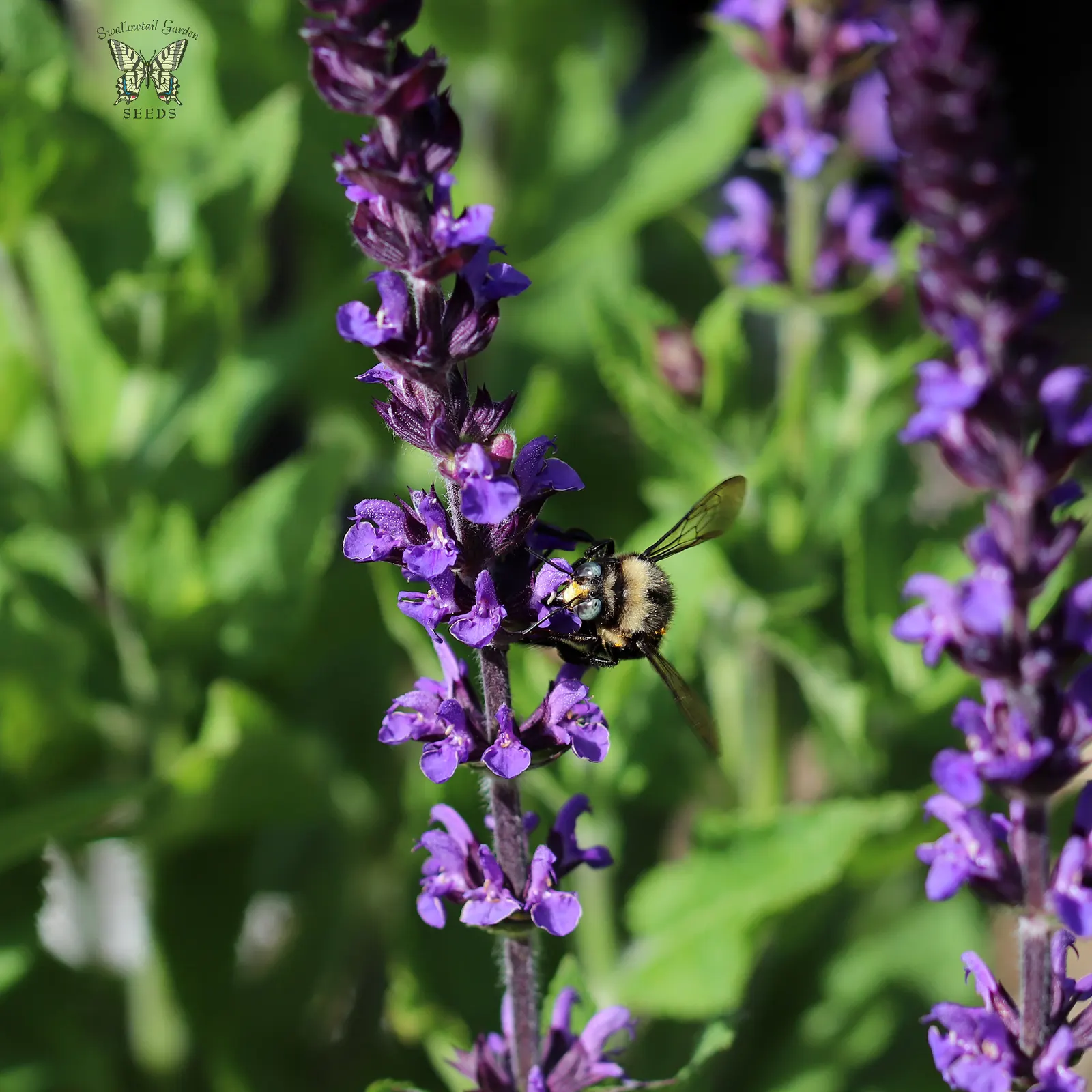 Blue Sage (Salvia Azurea Grandiflora) — Plant in well-drained soil for a low-maintenance burst of color; reaching heights of 3-5 ft, with a spread of 2-3 ft