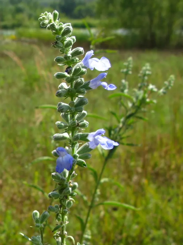 Blue Sage (Salvia Azurea Grandiflora) — Blue Sage (Salvia azurea grandiflora) is a stunning perennial, prized for its vibrant azure blooms