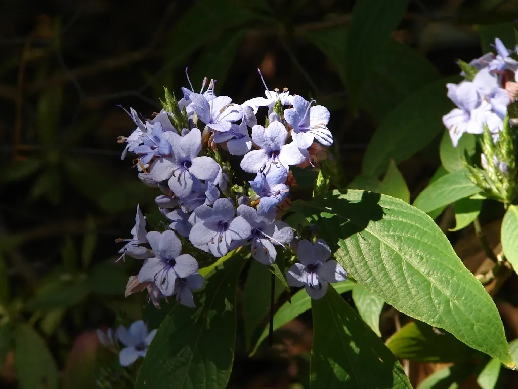 Blue Sage (Salvia Azurea Grandiflora) — blue flowers in the garden