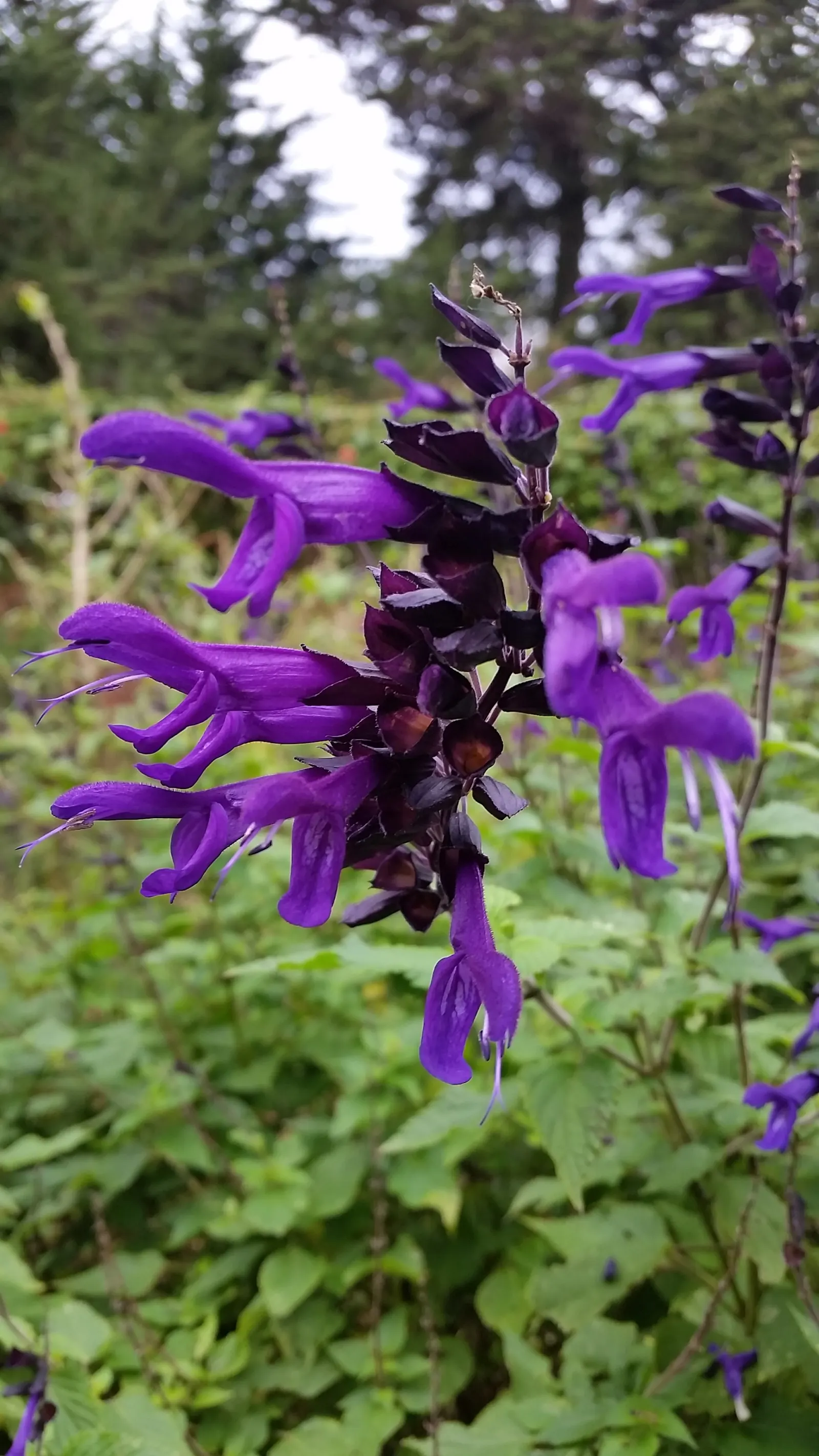 Blue Sage (Salvia Azurea Grandiflora) — Blue Sage (Salvia azurea grandiflora) is a stunning perennial, prized for its vibrant azure blooms; plant in