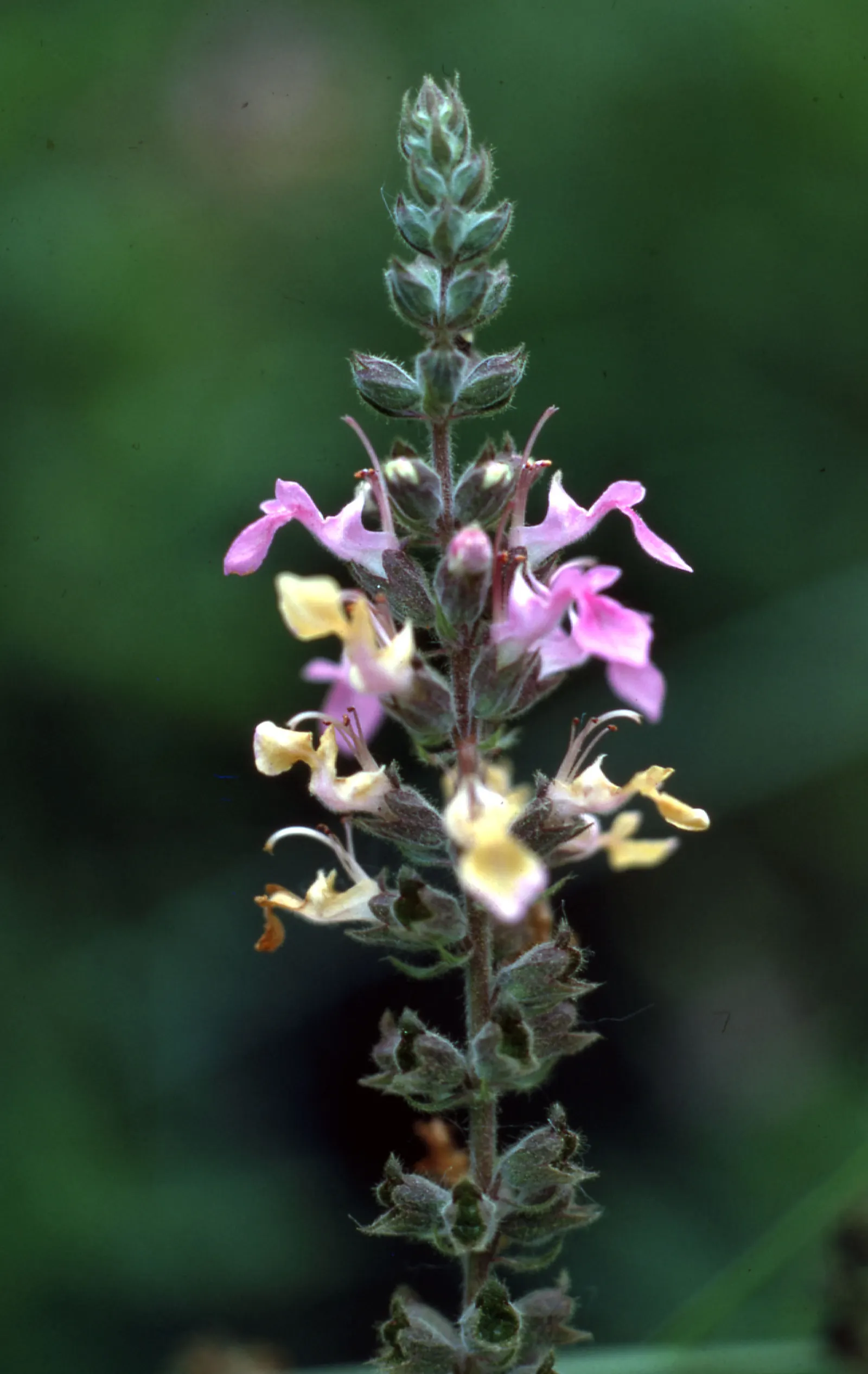 Blue Sage (Salvia Azurea Grandiflora) — The Blue Sage, scientifically known as Salvia azurea var; it's a drought-tolerant species once established