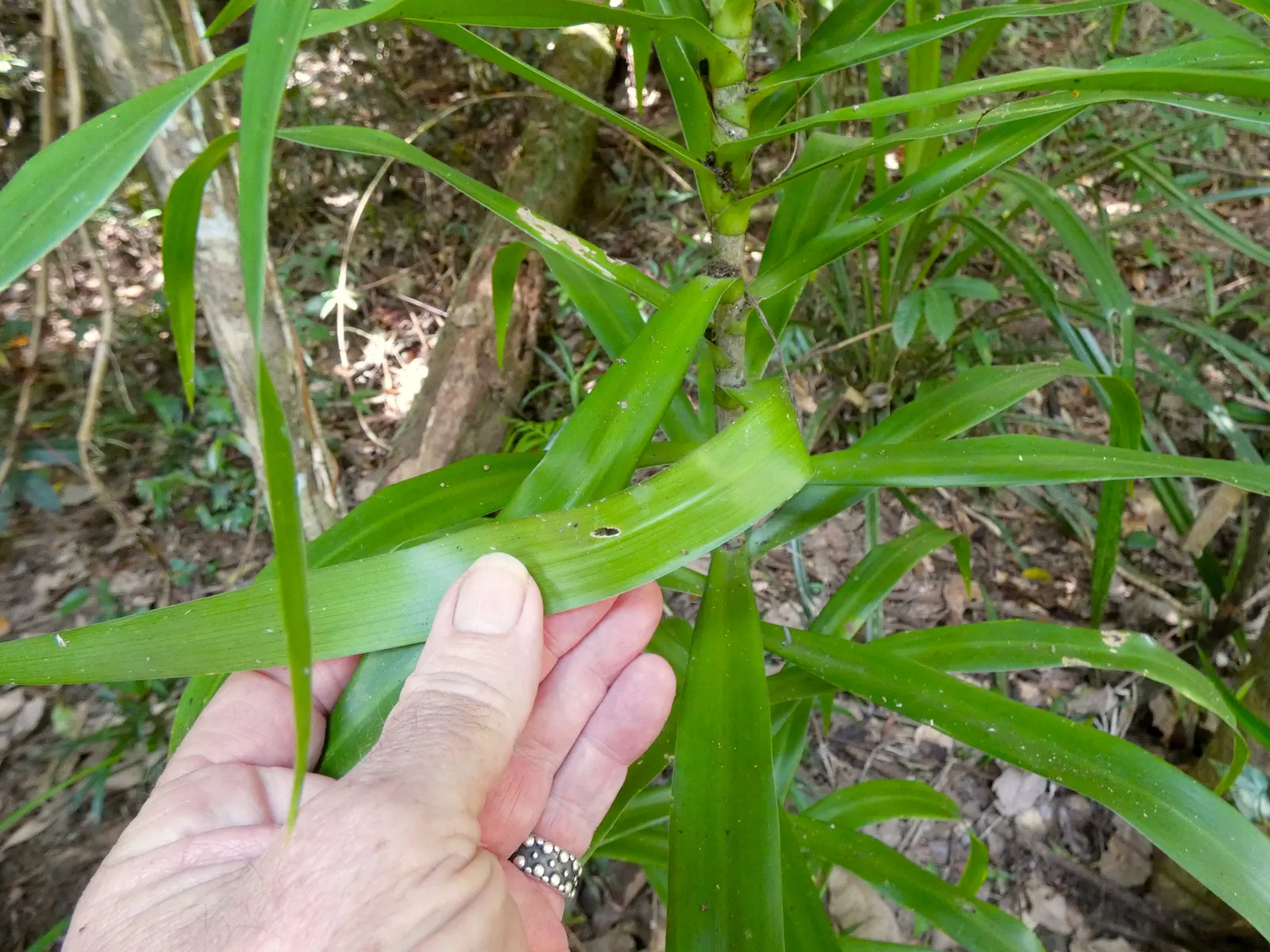 Australian Dracaena (Cordyline Australis) — white flowers in the garden; drought tolerance increases with maturity, image 94